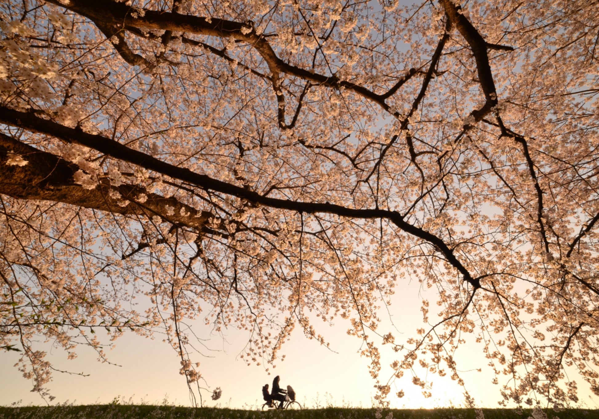 Paseo al atardecer de los cerezos en flor