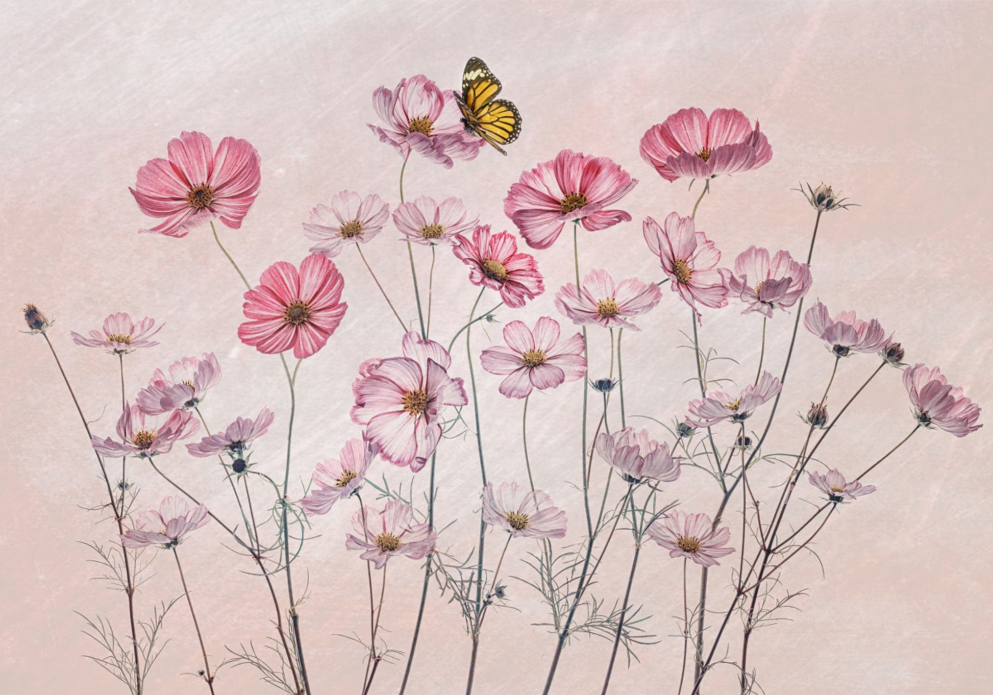 Mariposa Cosmos Rosa