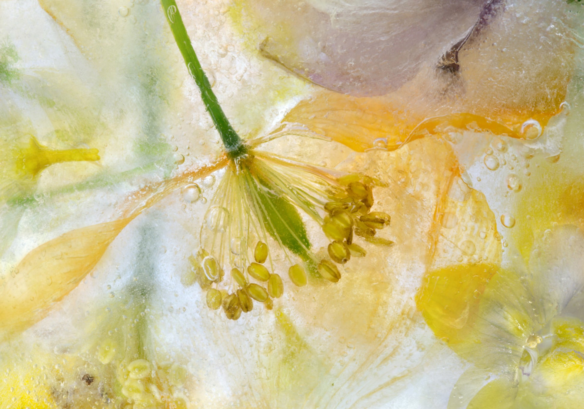 Hielo de amapola