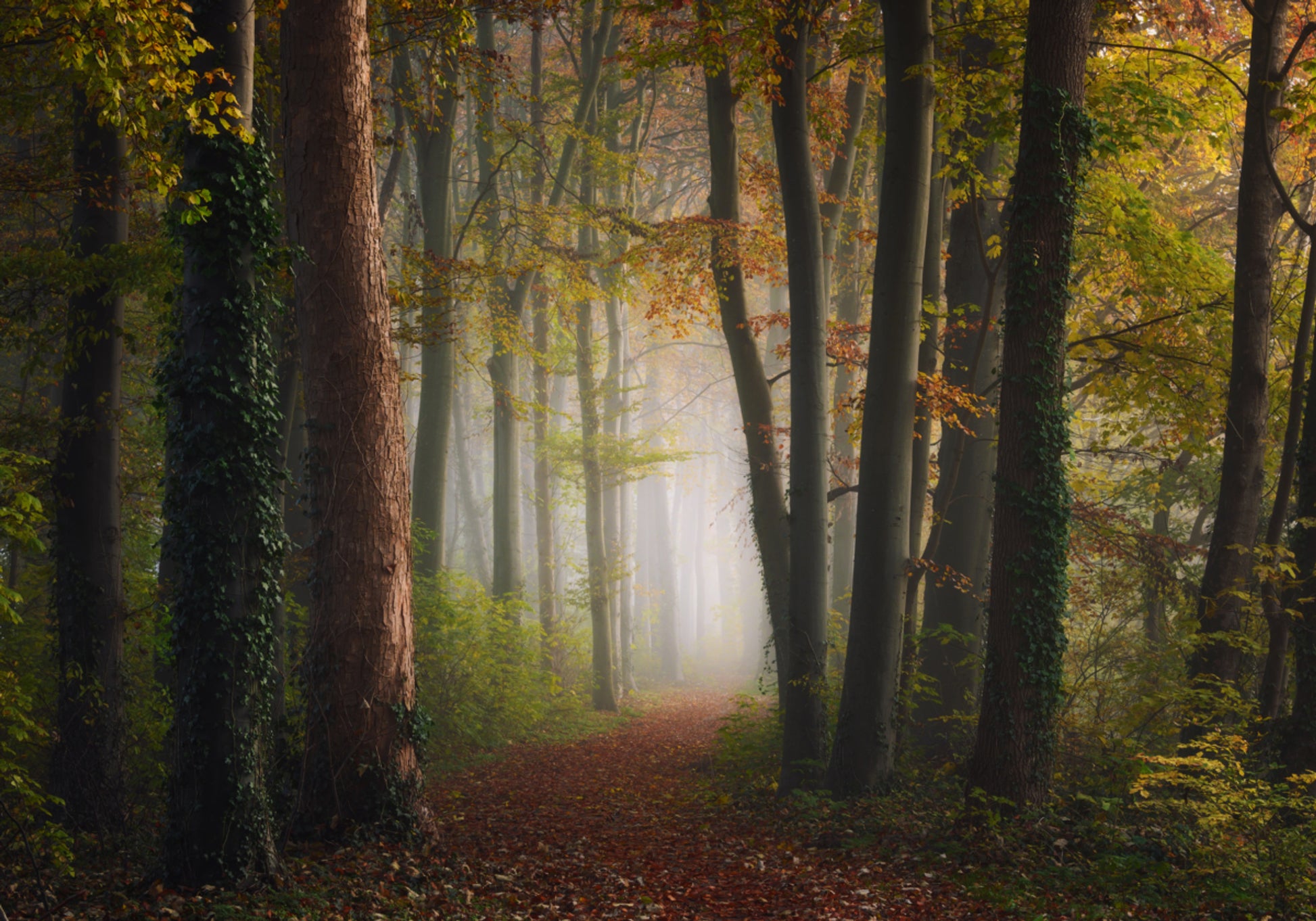 Camino del bosque brumoso de otoño