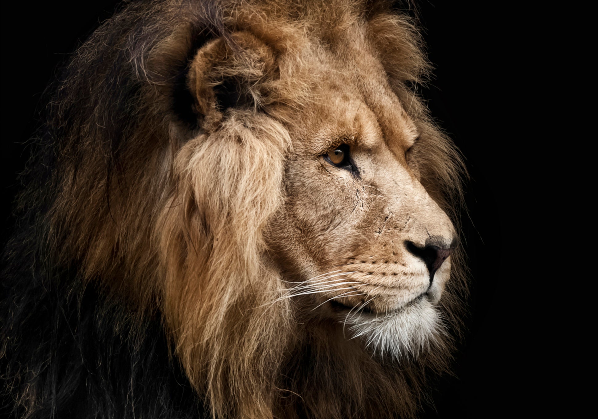 Perfil del León Majestuoso