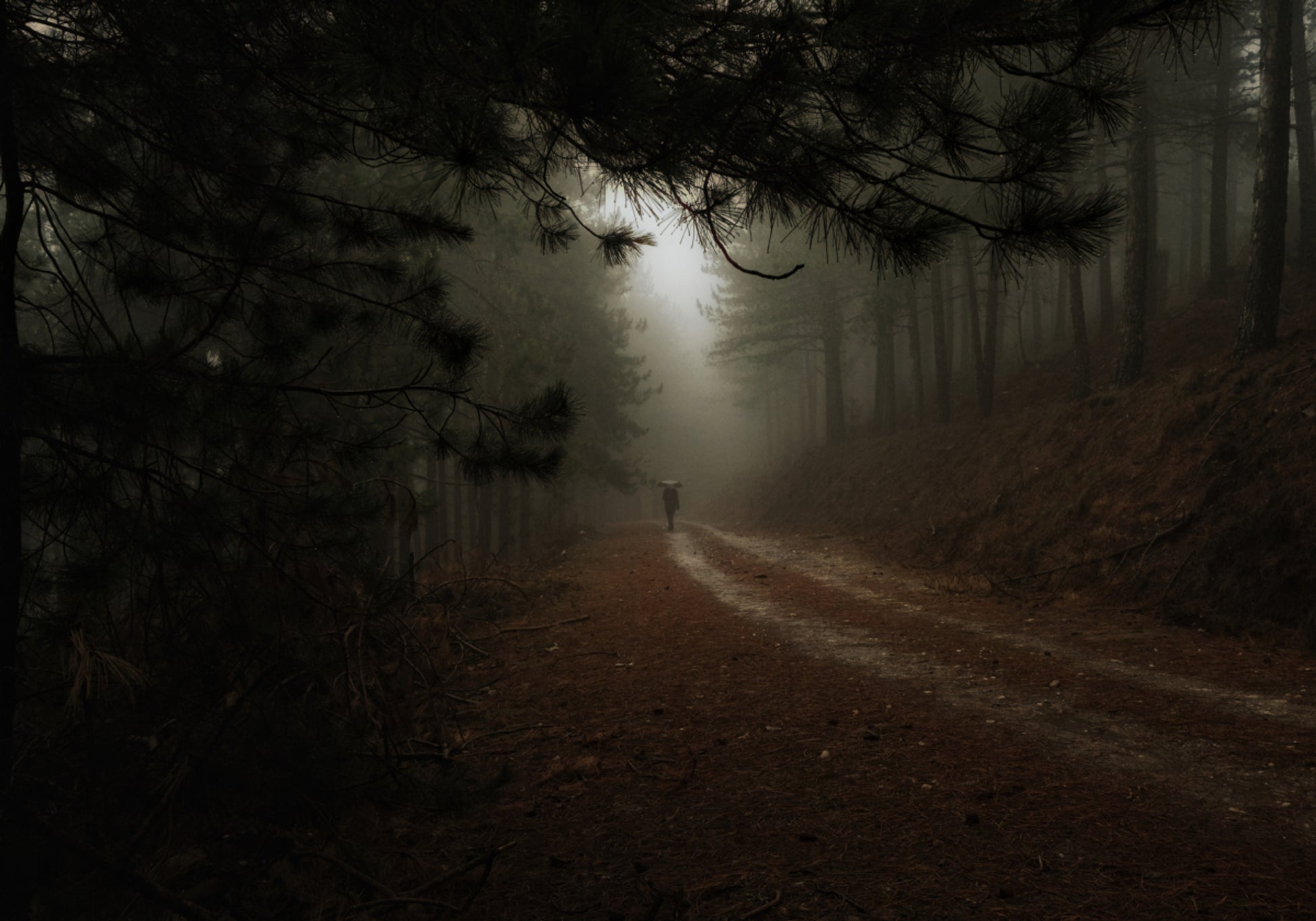 Camino del bosque brumoso