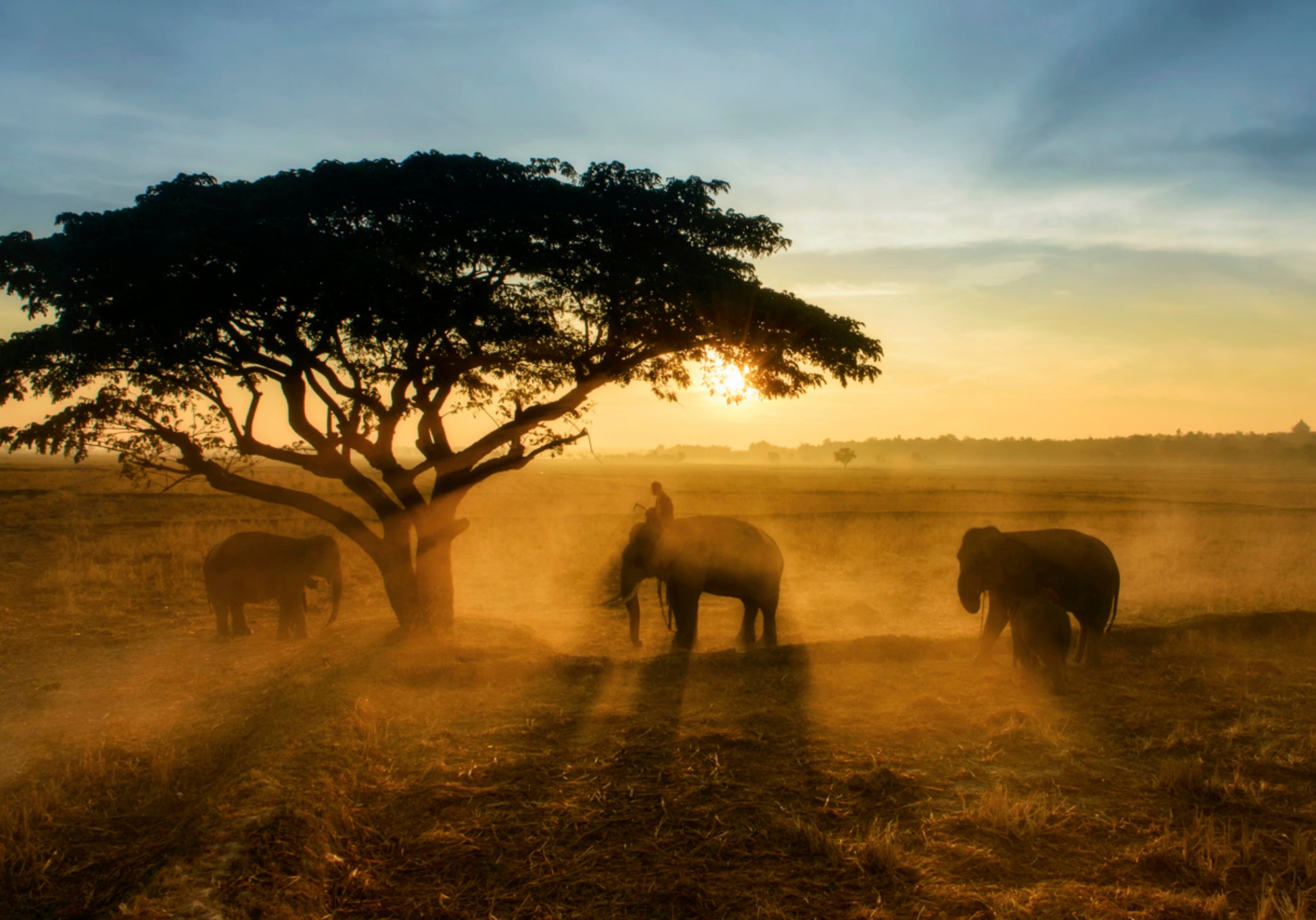 El atardecer dorado del elefante
