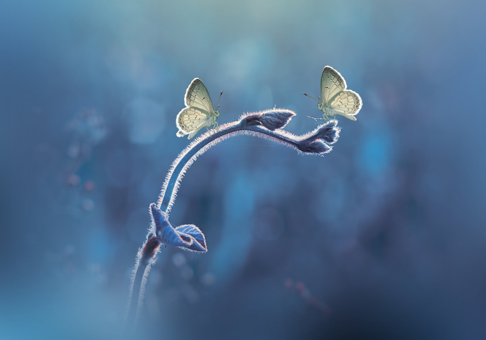 Dúo de mariposas delicadas