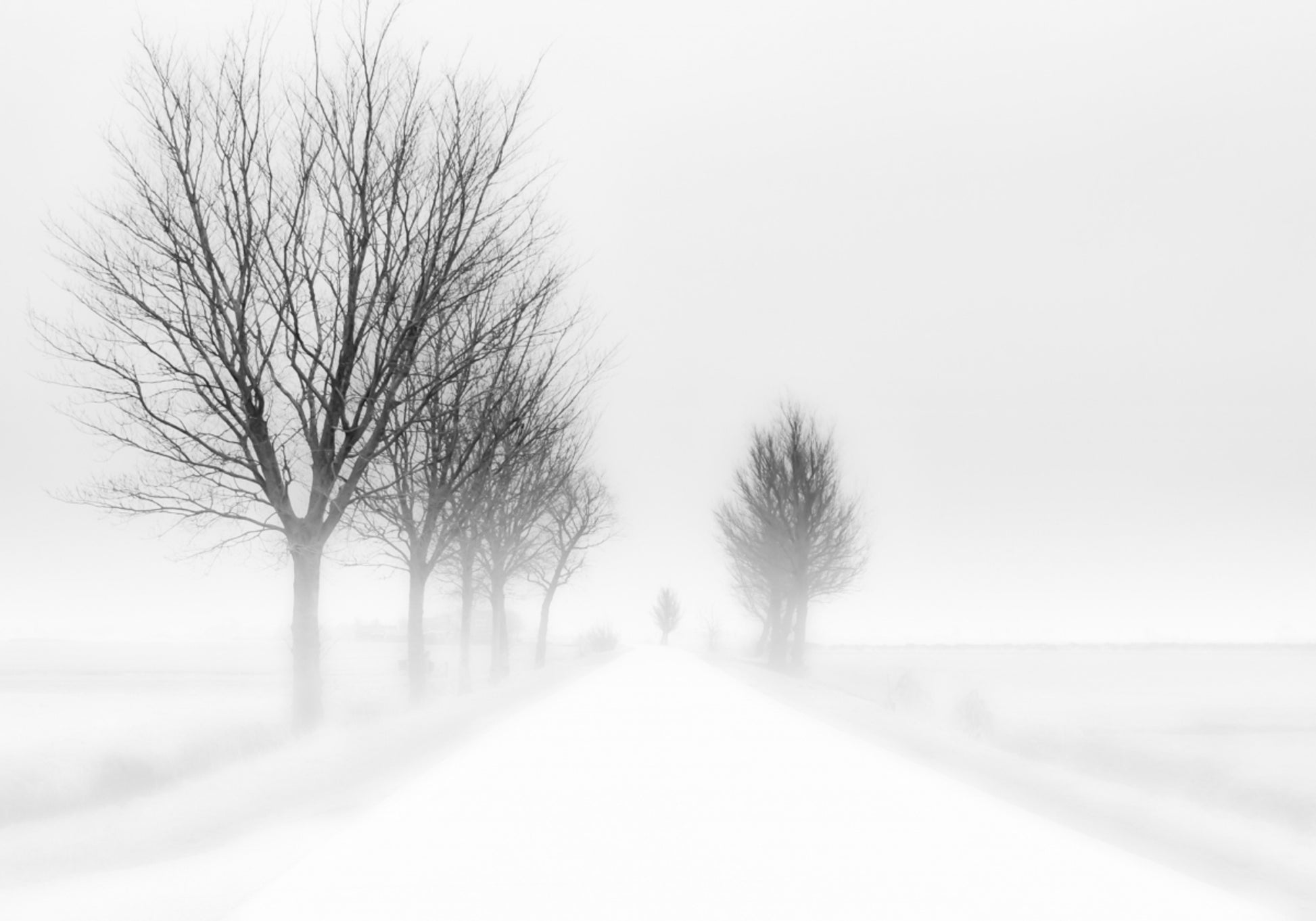 Camino brumoso de invierno