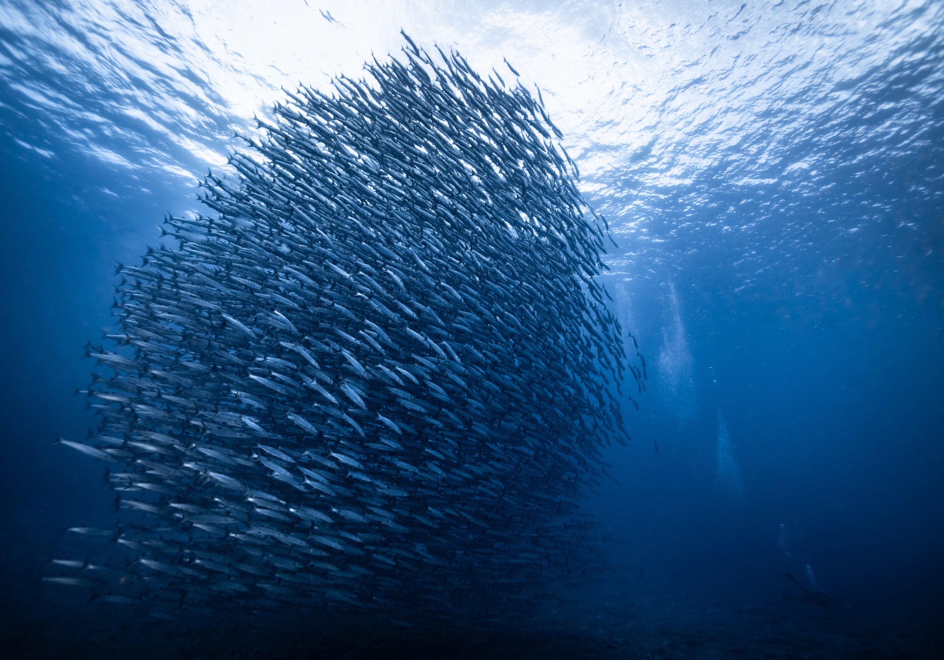 Banco de peces azul profundo