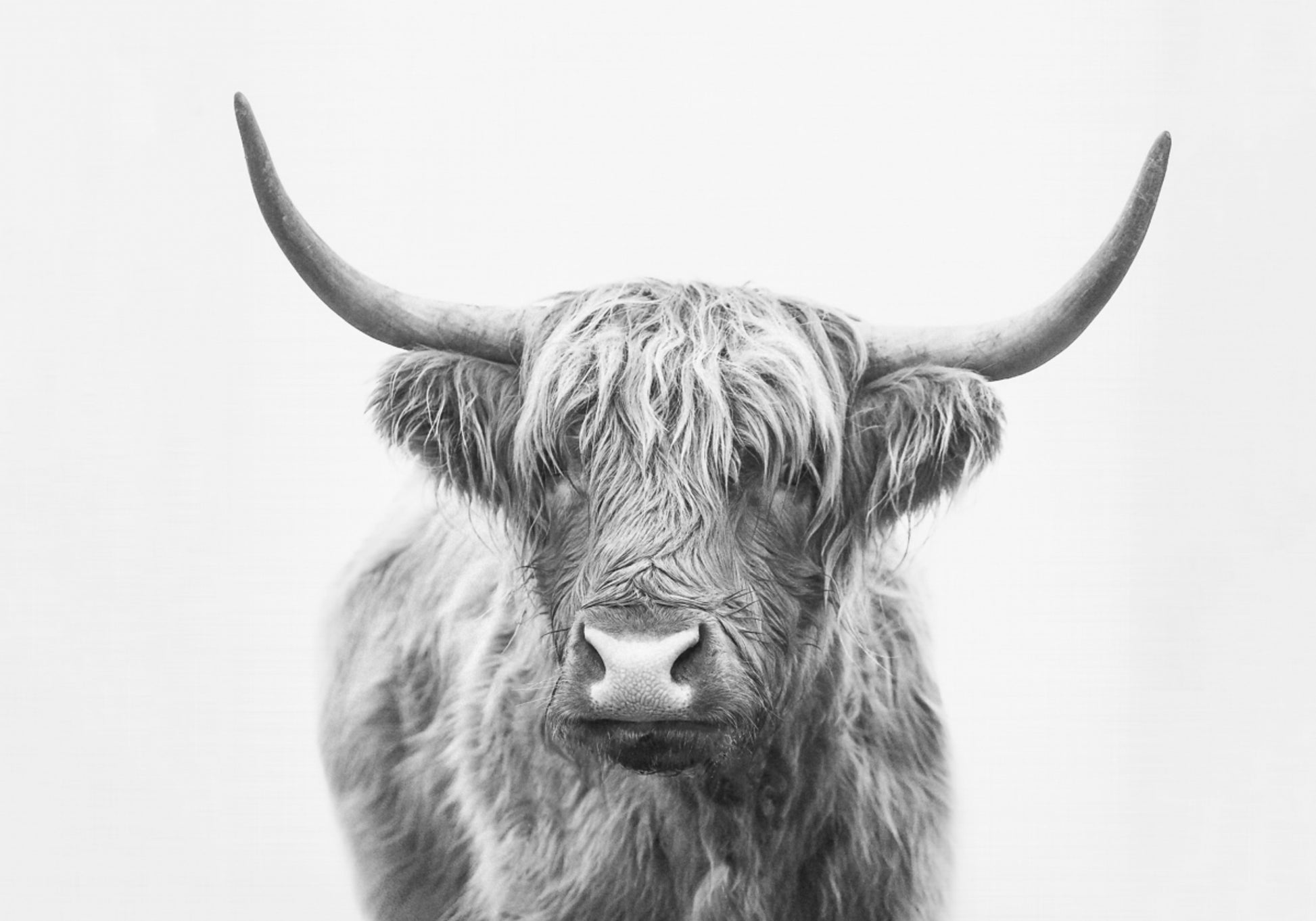 Toro de las tierras altas
