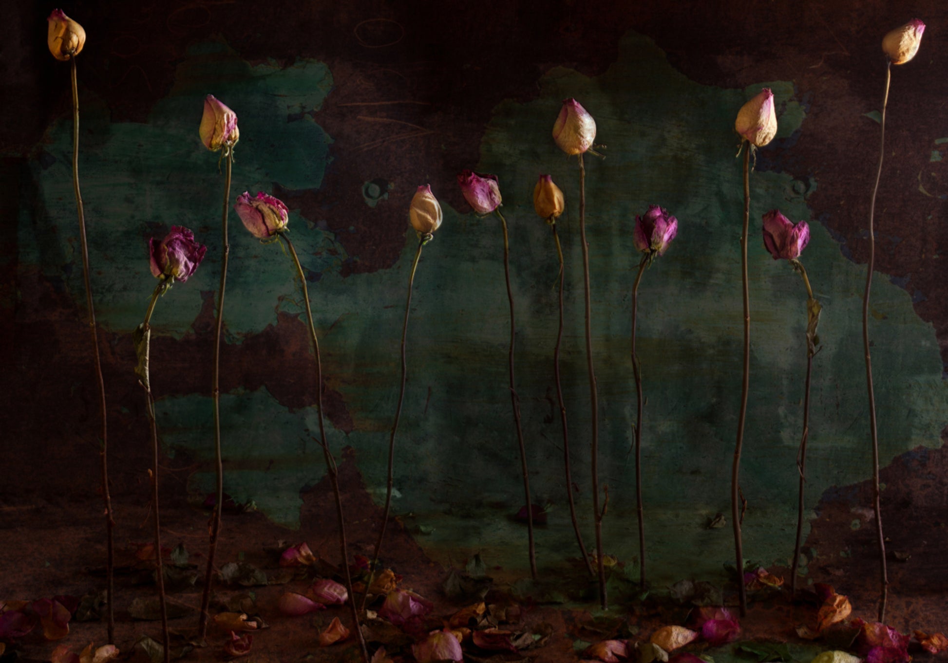Rosas secas cambiantes