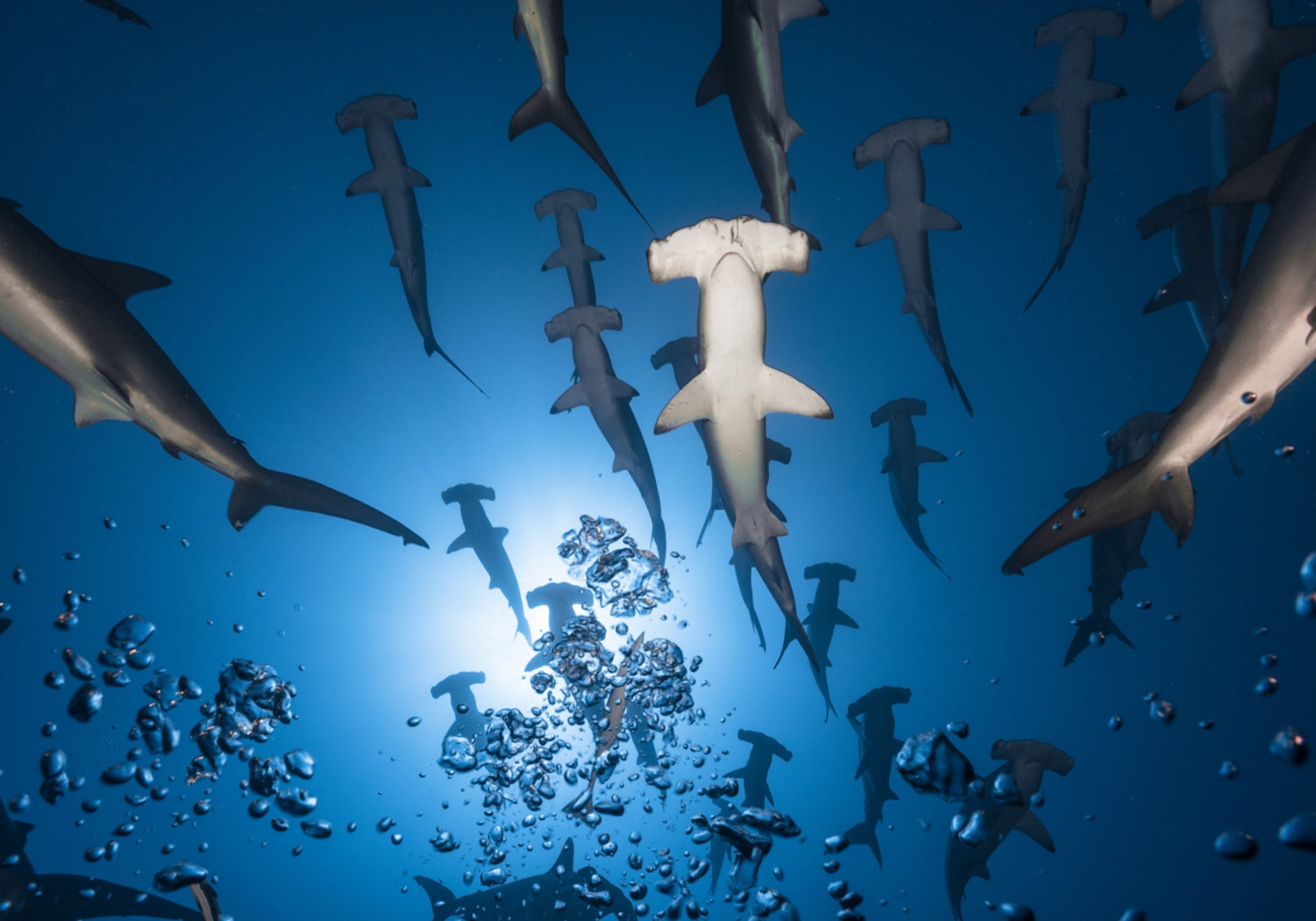 Escuela Hammerhead bajo el agua
