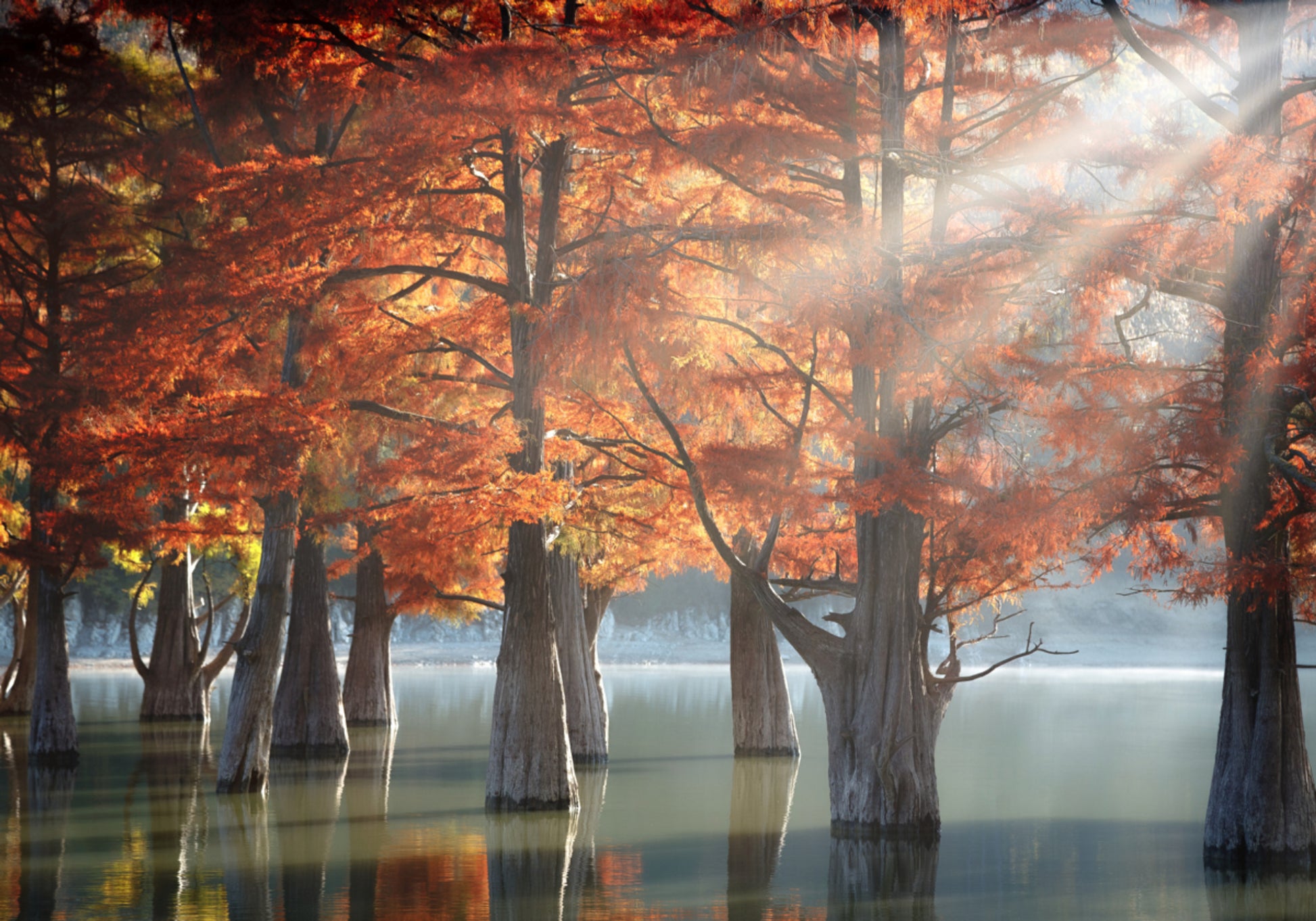 Lago de ciprés de otoño dorado