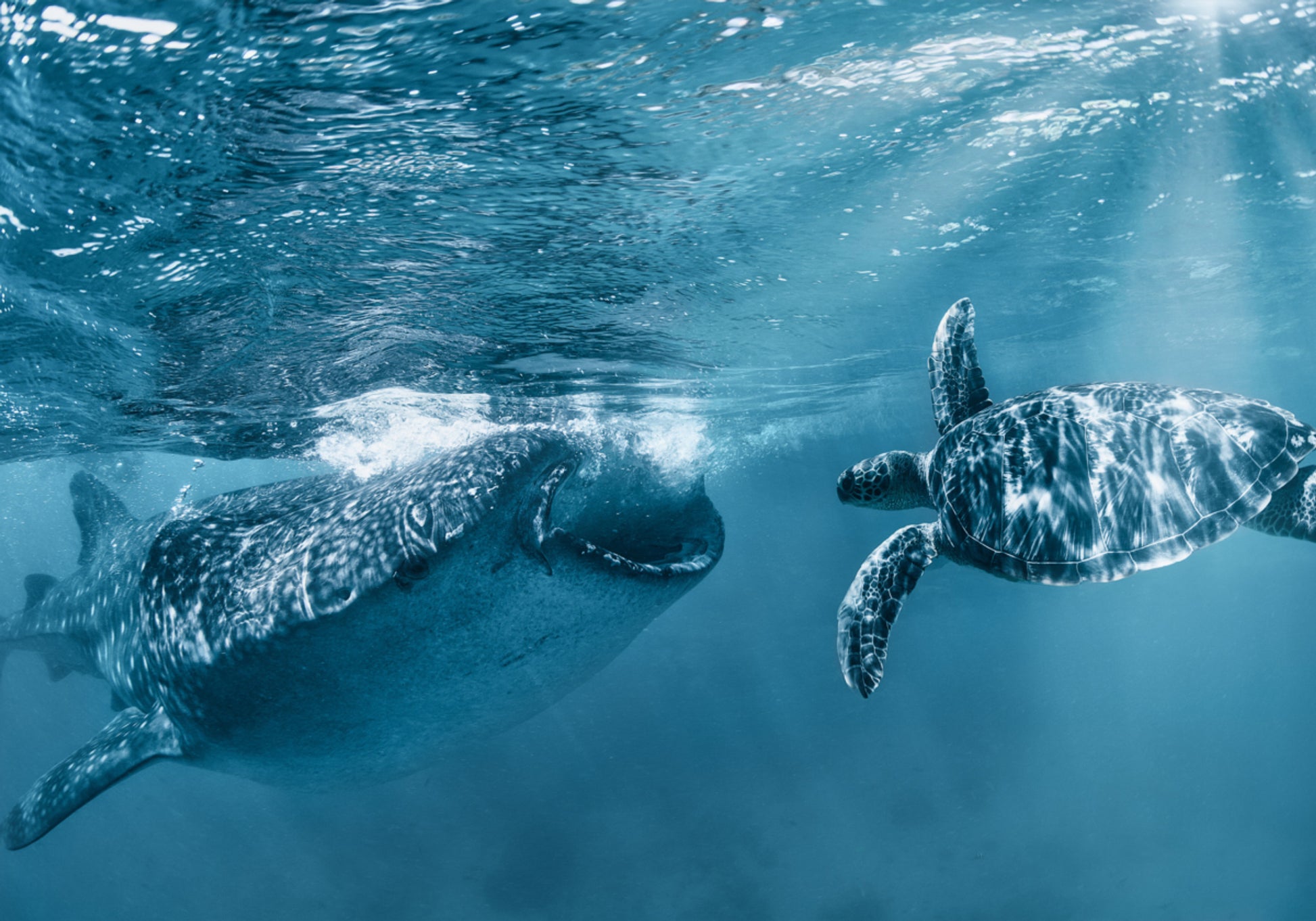 Nado con tiburón ballena y tortuga