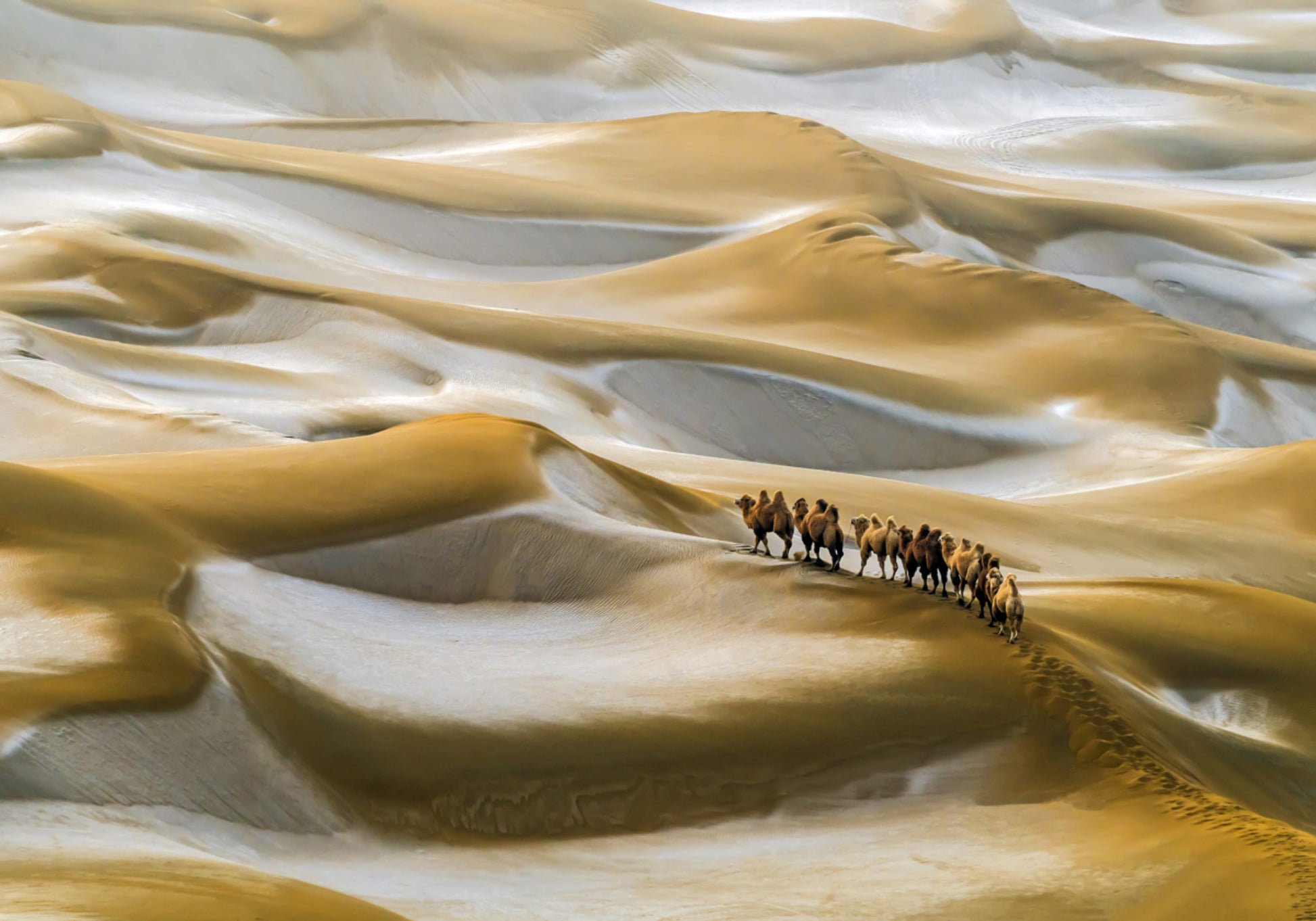 Caravana de camellos del desierto