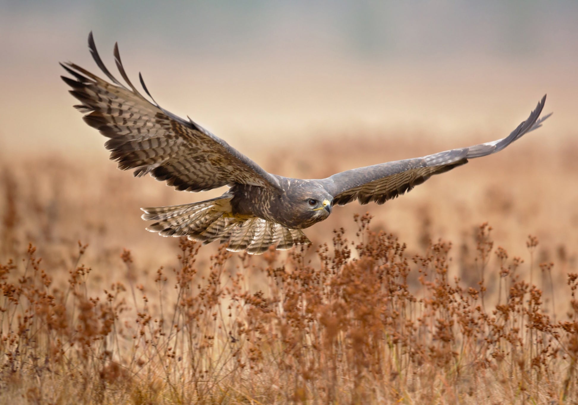 Majestuoso halcón en vuelo
