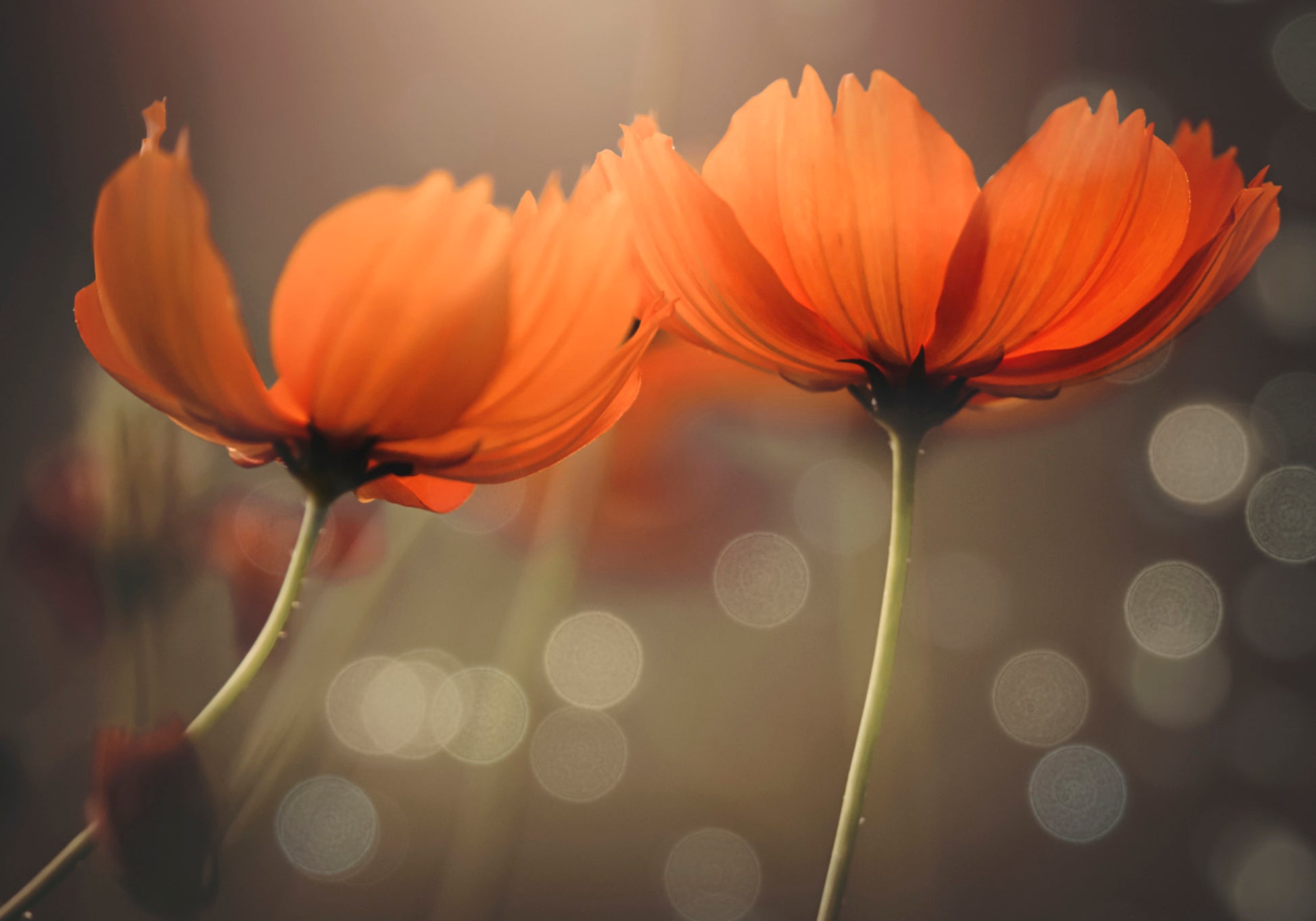 Flores brillantes del cosmos