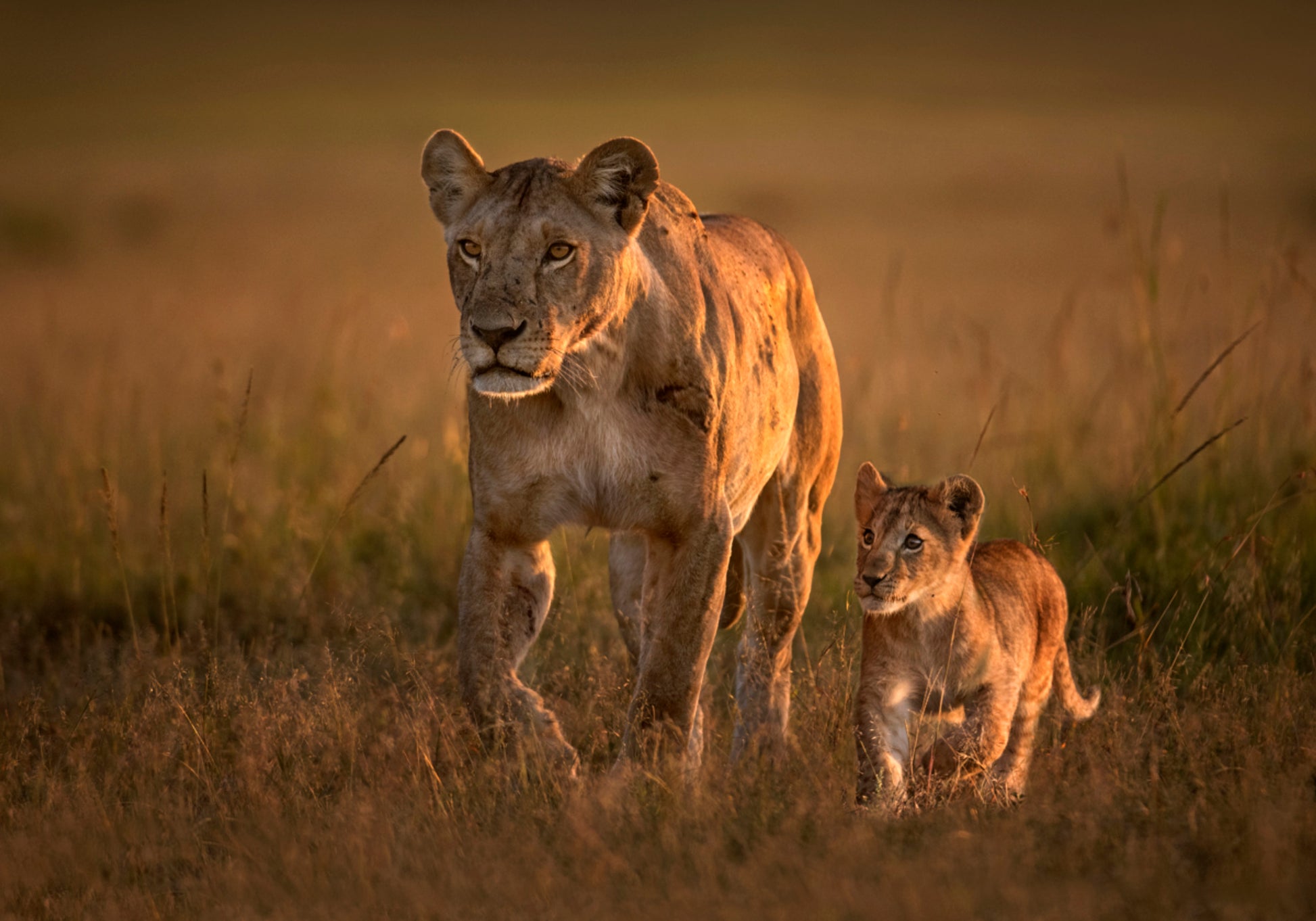 Familia de leones de la sabana dorada