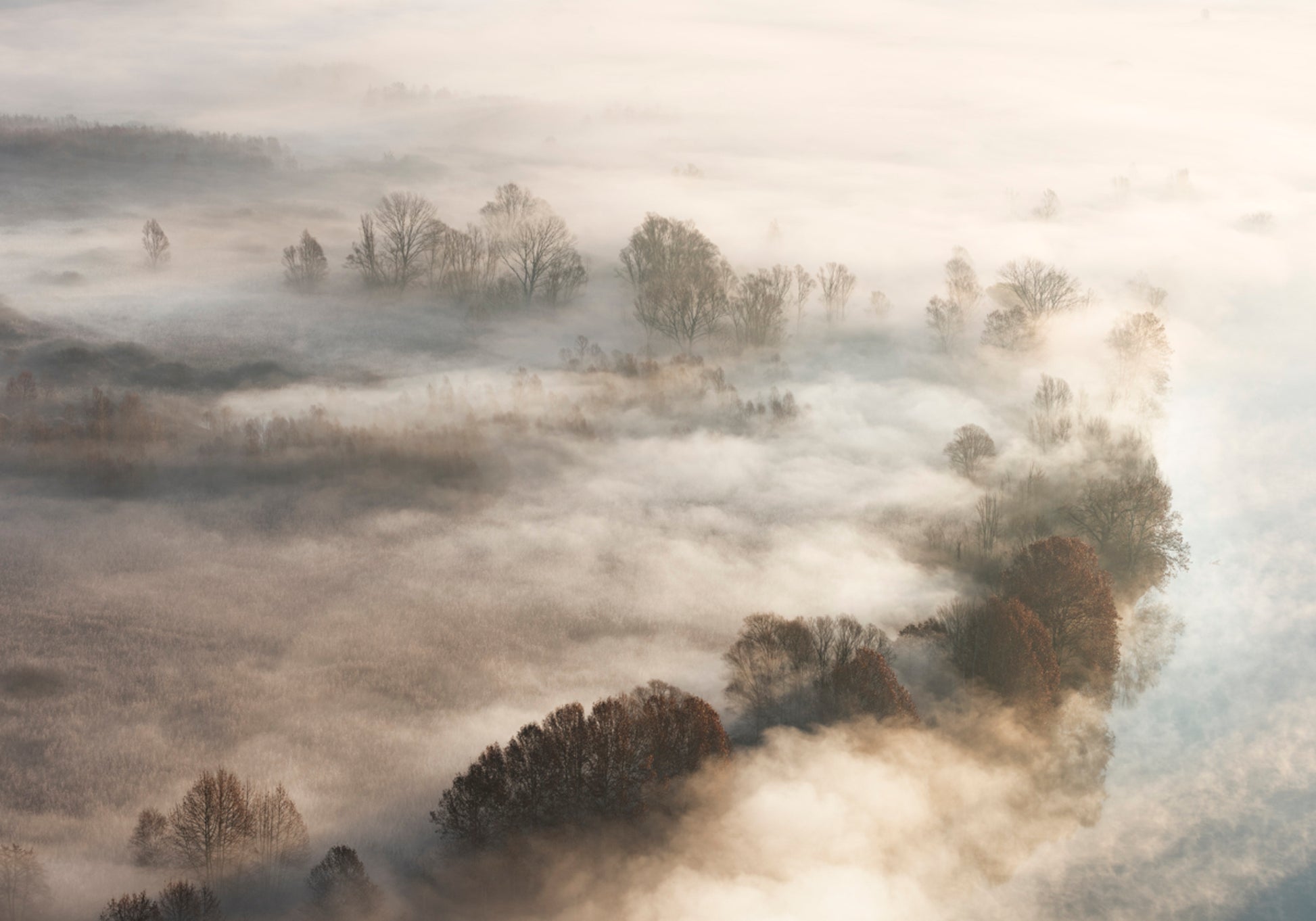 Árboles de niebla dorada