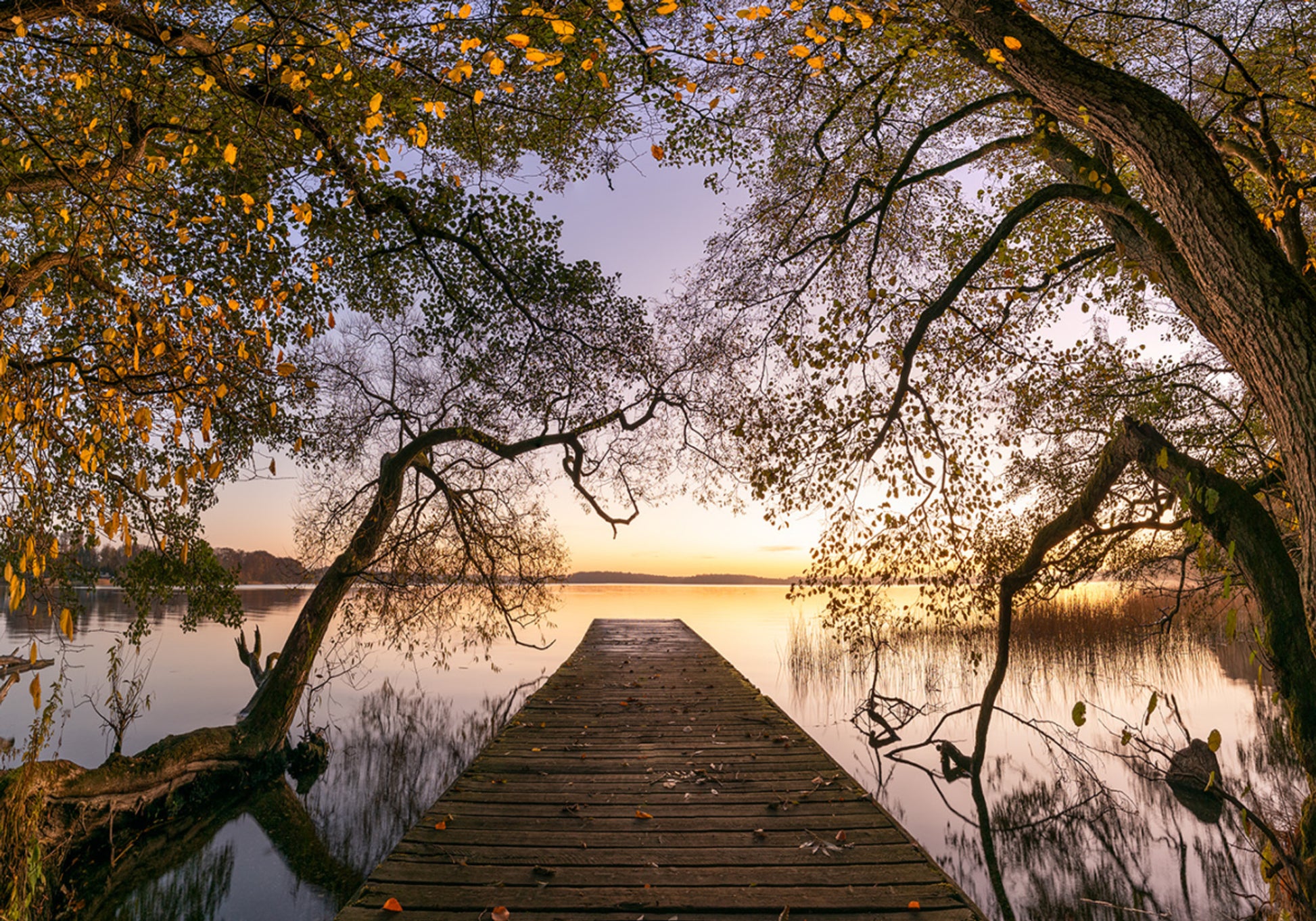 Muelle de Otoño Dorado
