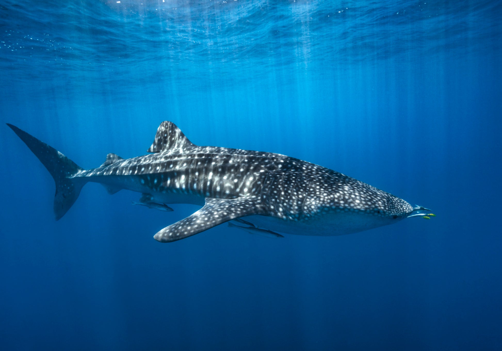 Majestuoso tiburón ballena