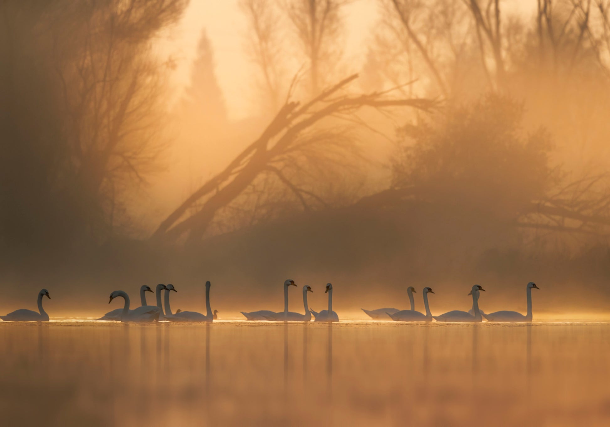 Cisnes en niebla dorada