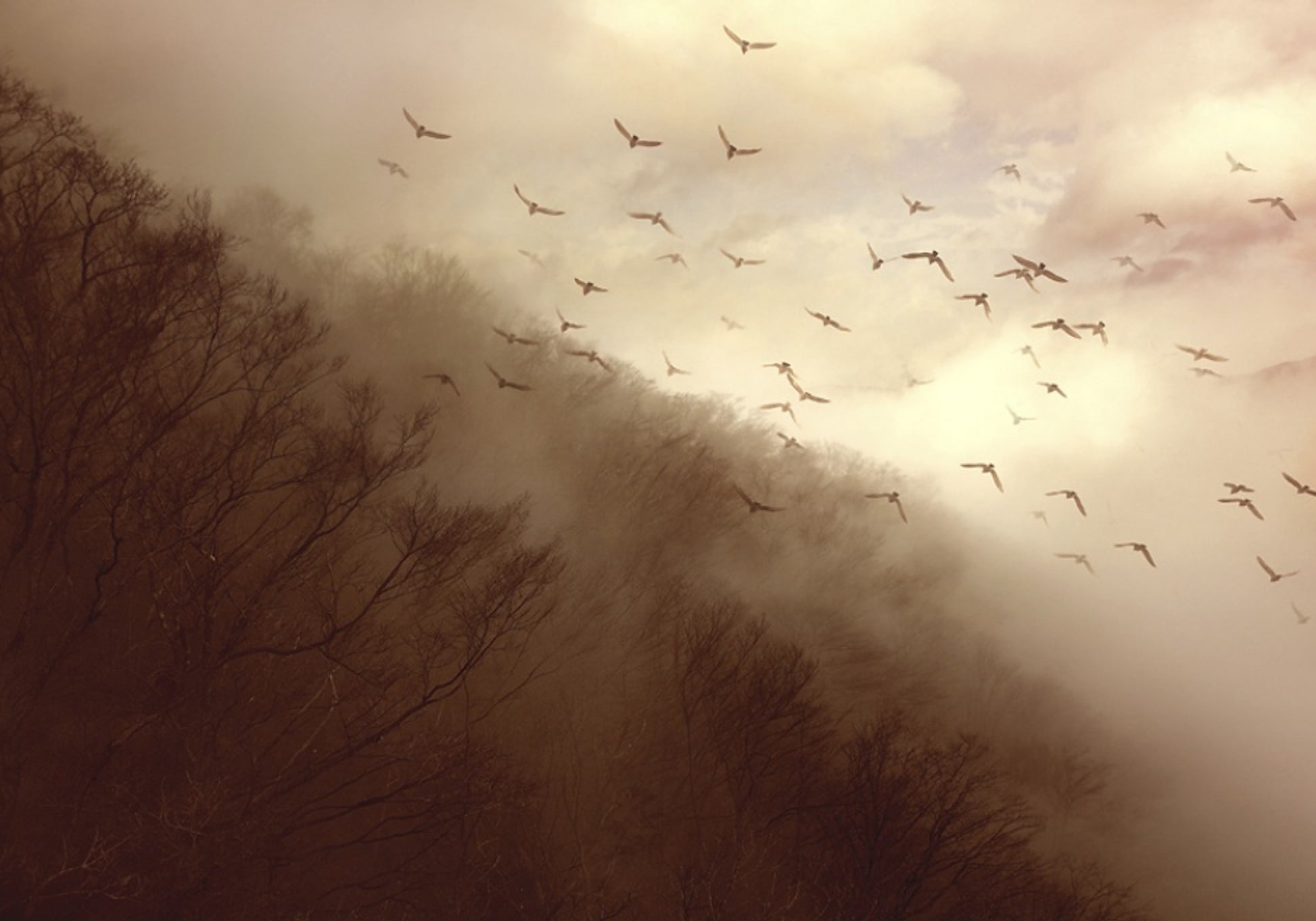 Pájaros en niebla dorada