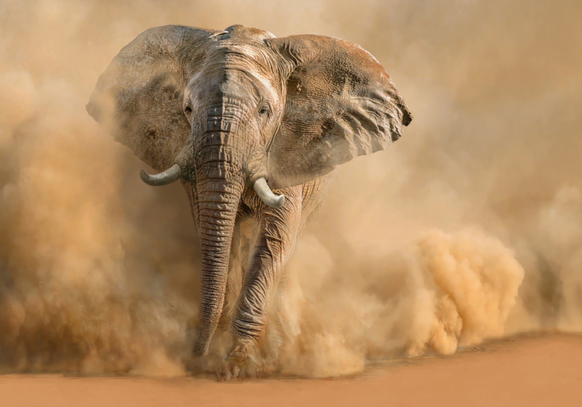 Majestuosa nube de polvo de elefante