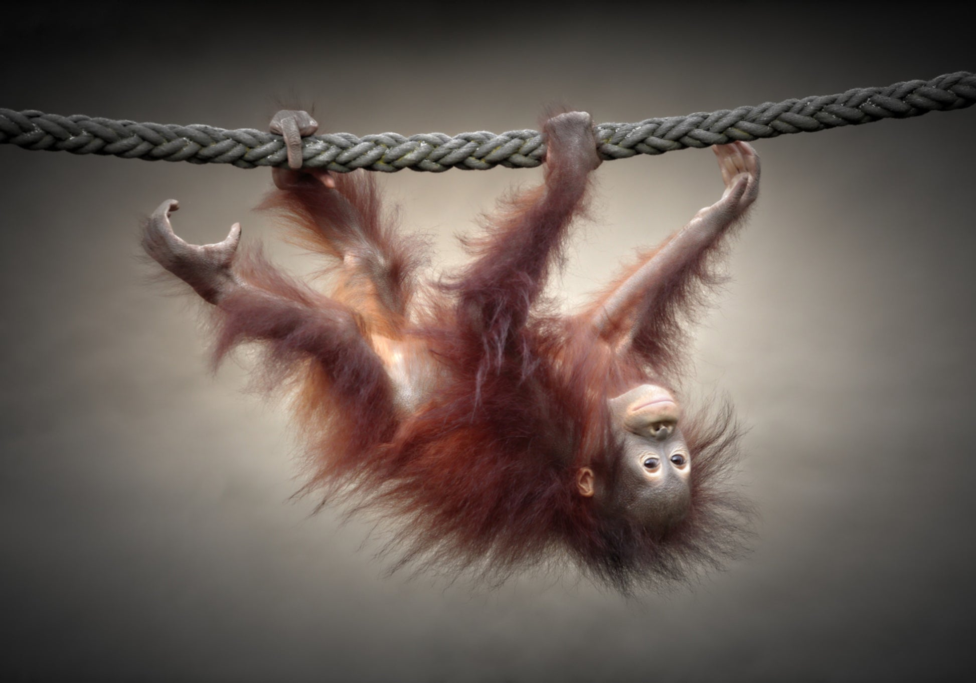 Orangután bebé juguetón