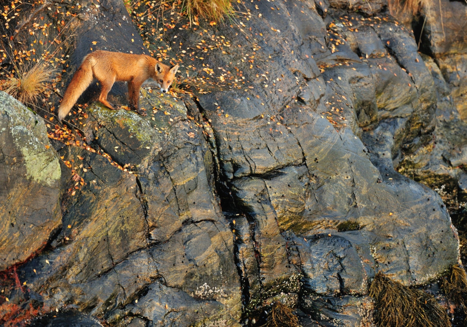 Zorro Rojo En Las Rocas De Otoño