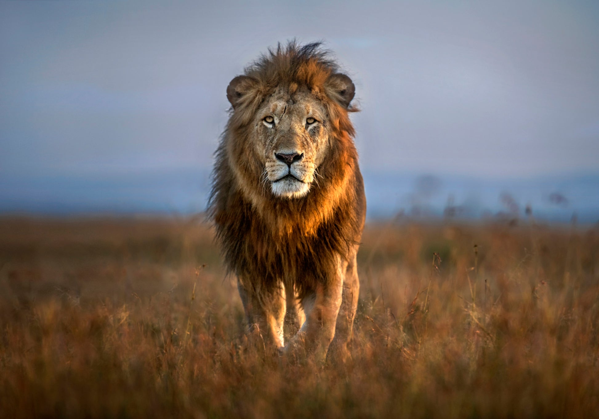 Majestuoso león africano