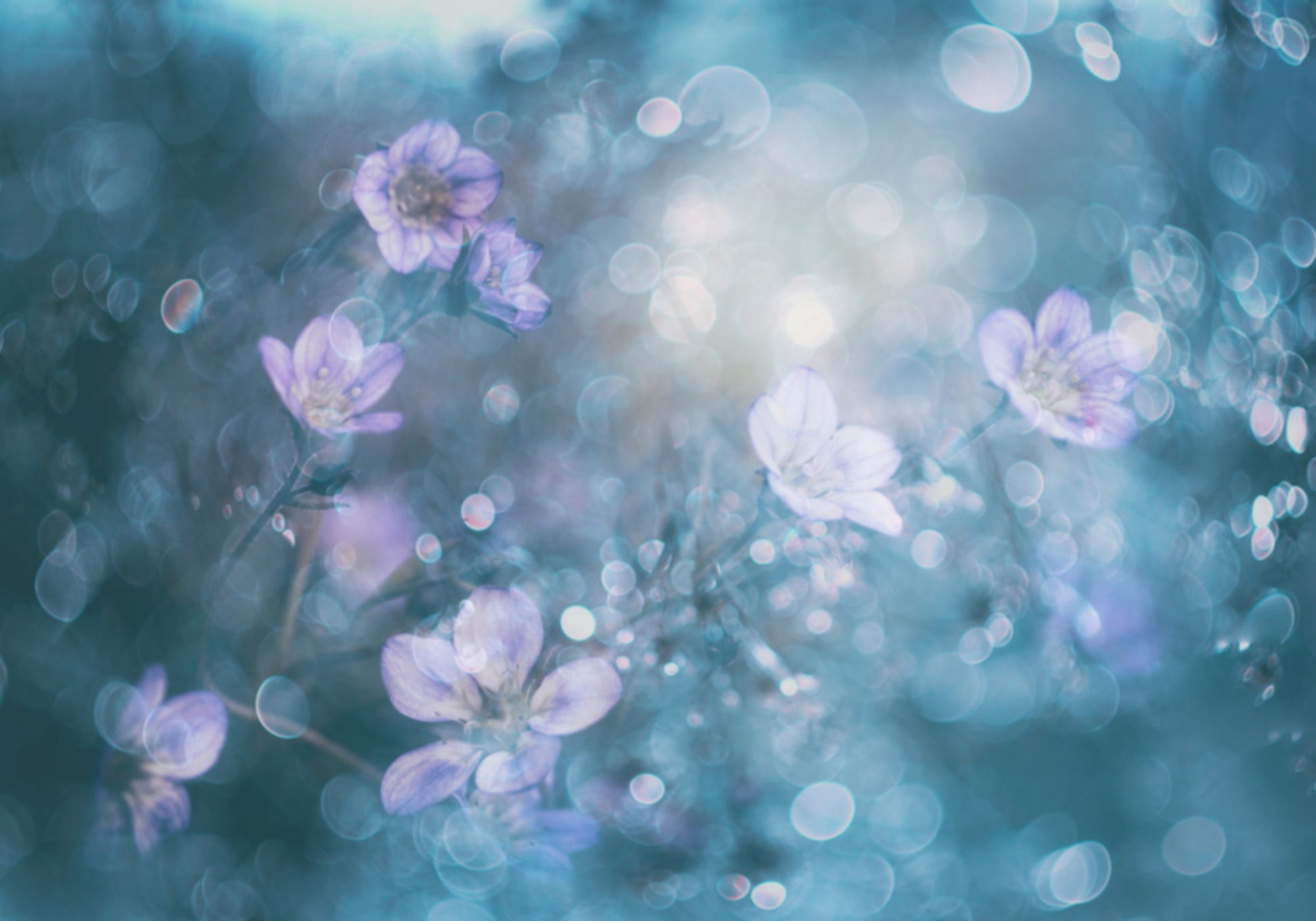 Flores bokeh de ensueño