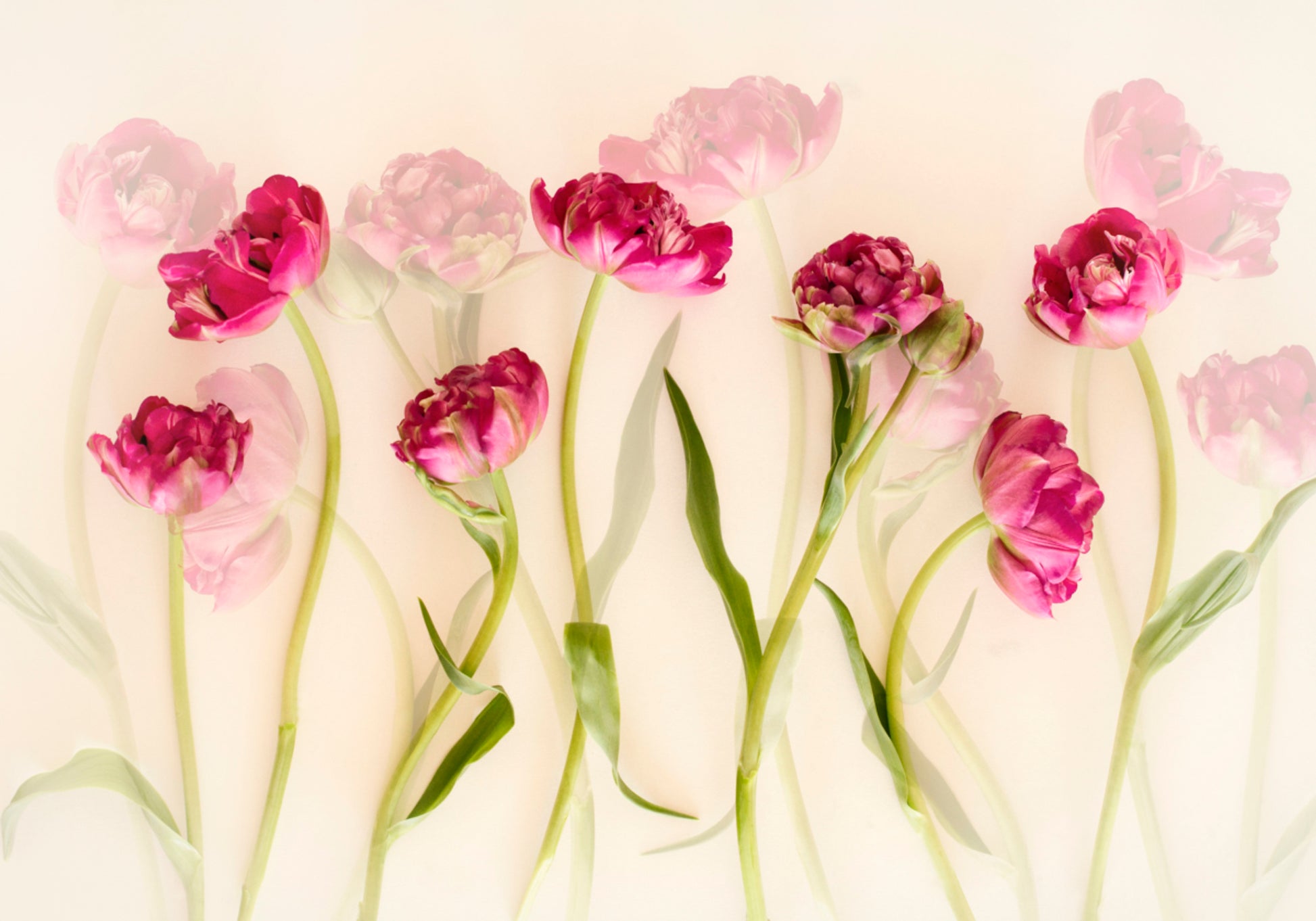 Tulipanes rosados de ensueño