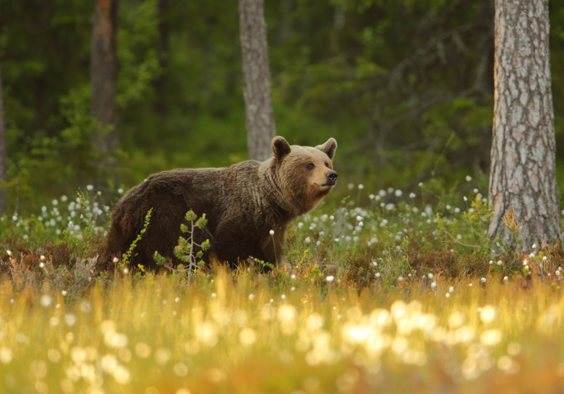 Oso pardo en el bosque