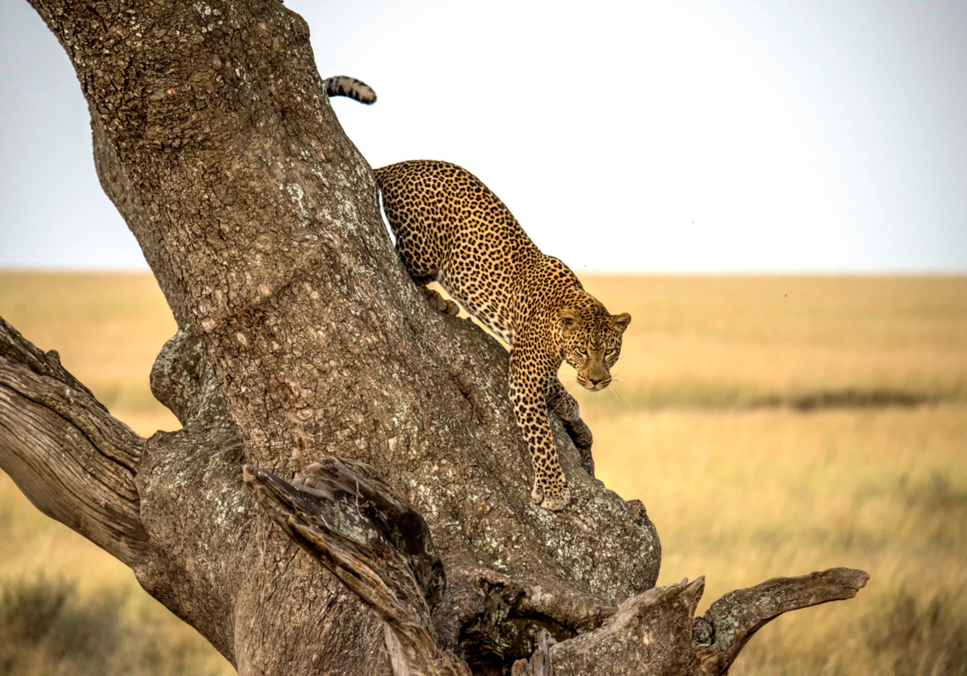Árbol descendente de leopardo