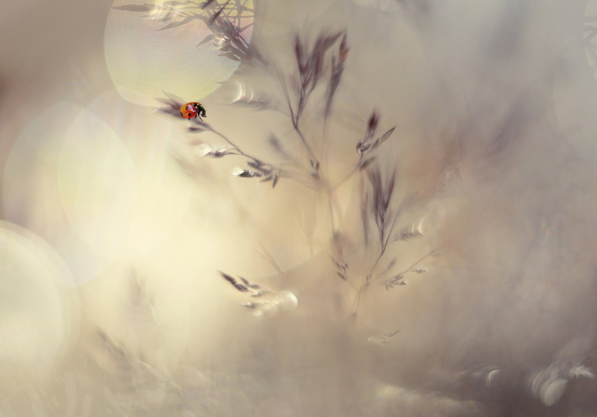 Bokeh de mariquita de ensueño