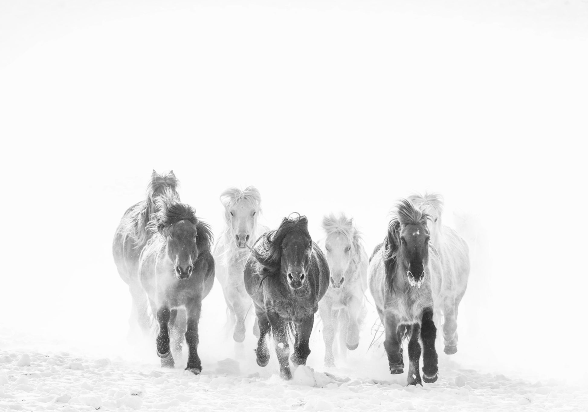 Majestuosos caballos invierno