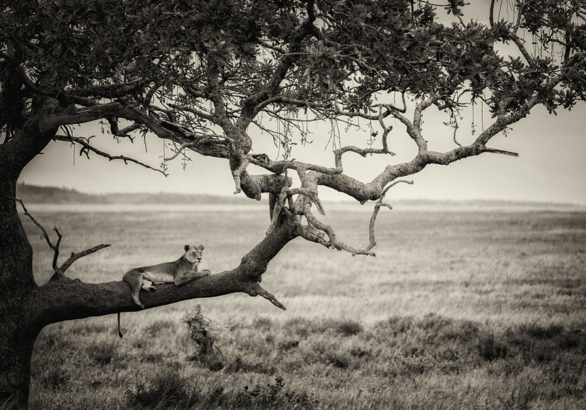Leona en la rama de un árbol