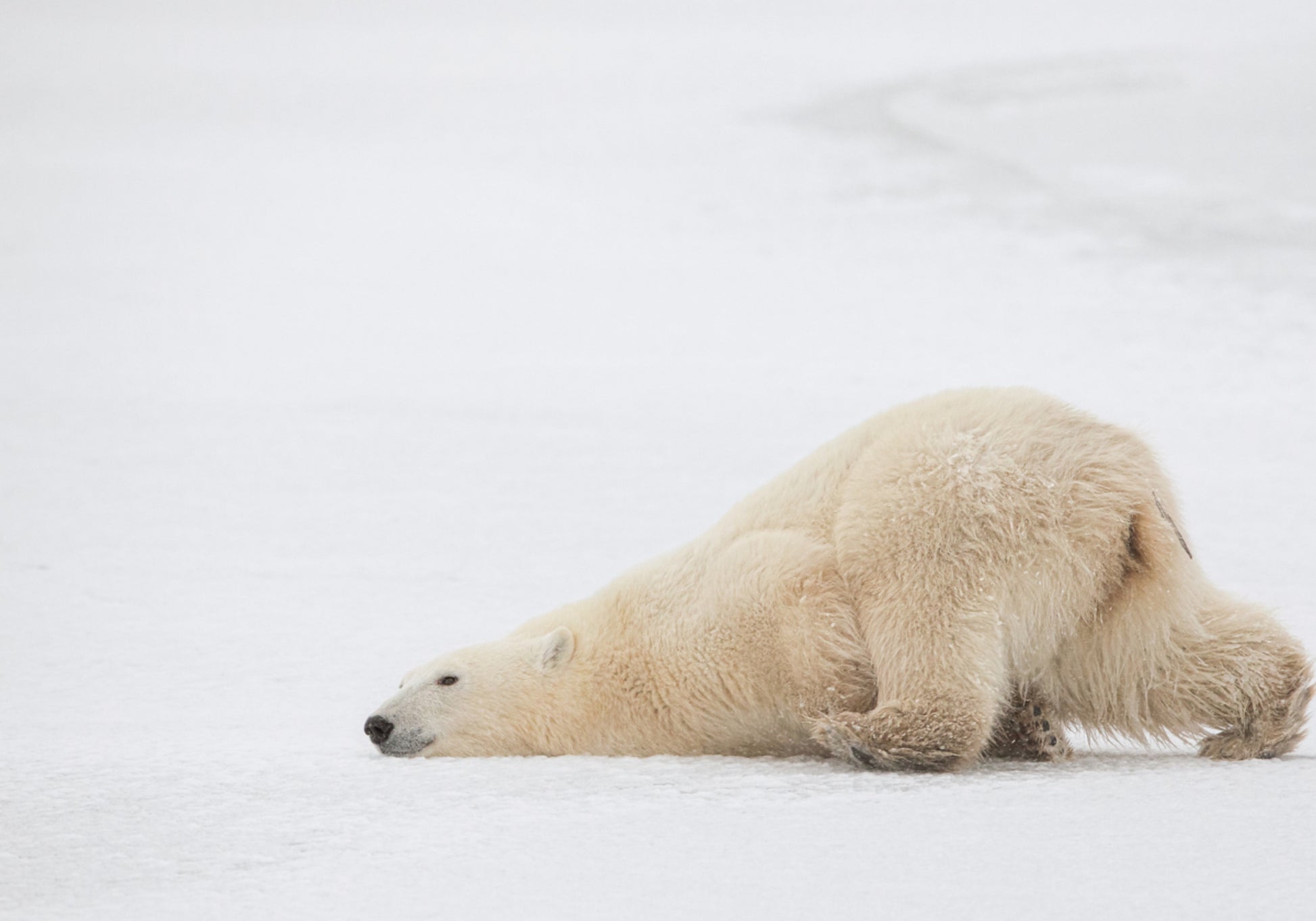 Siesta pacífica del oso polar