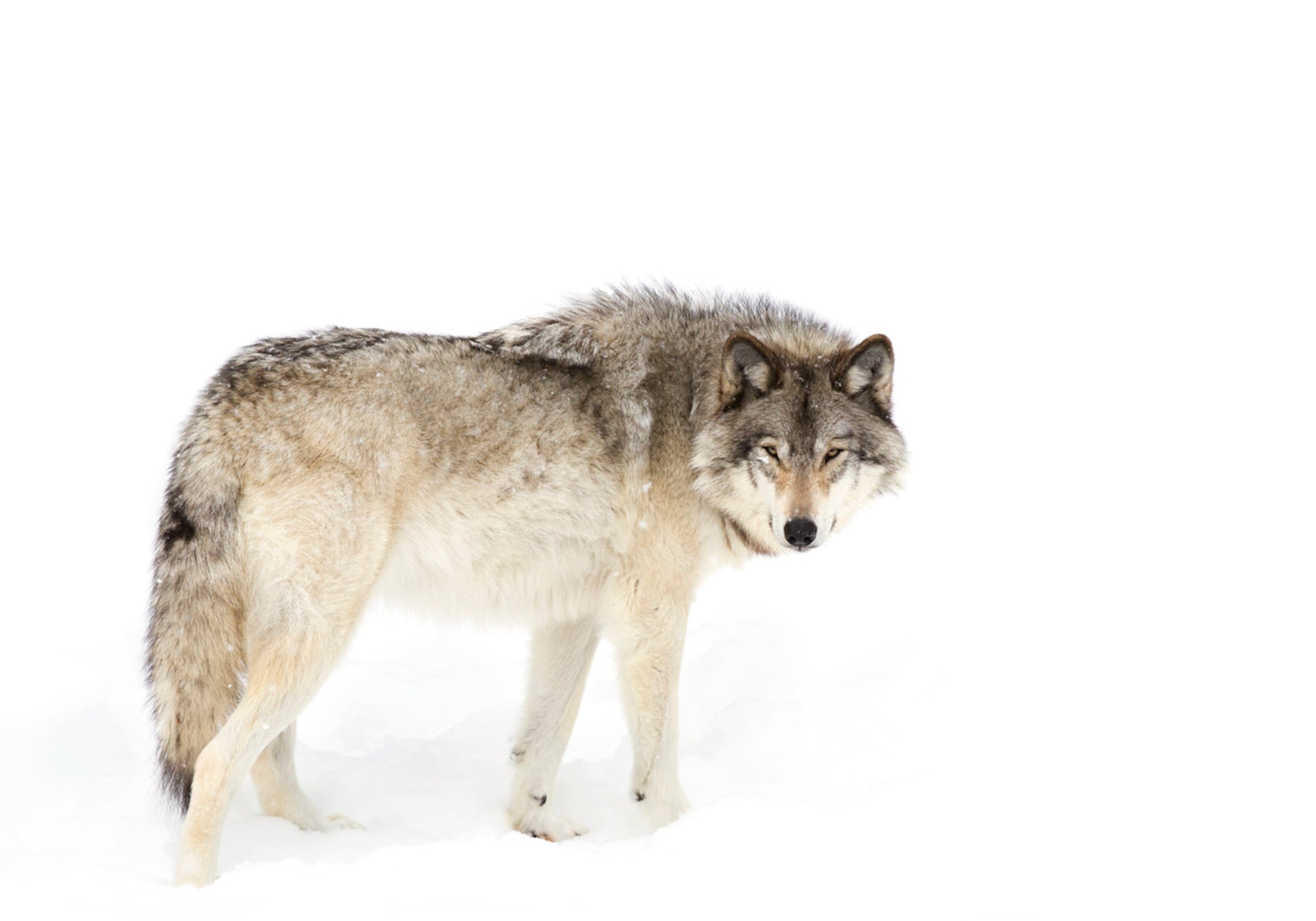 Lobo de invierno vigilante