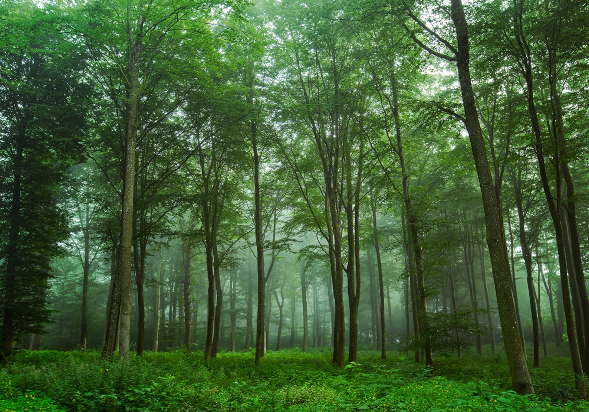 Niebla del bosque encantado