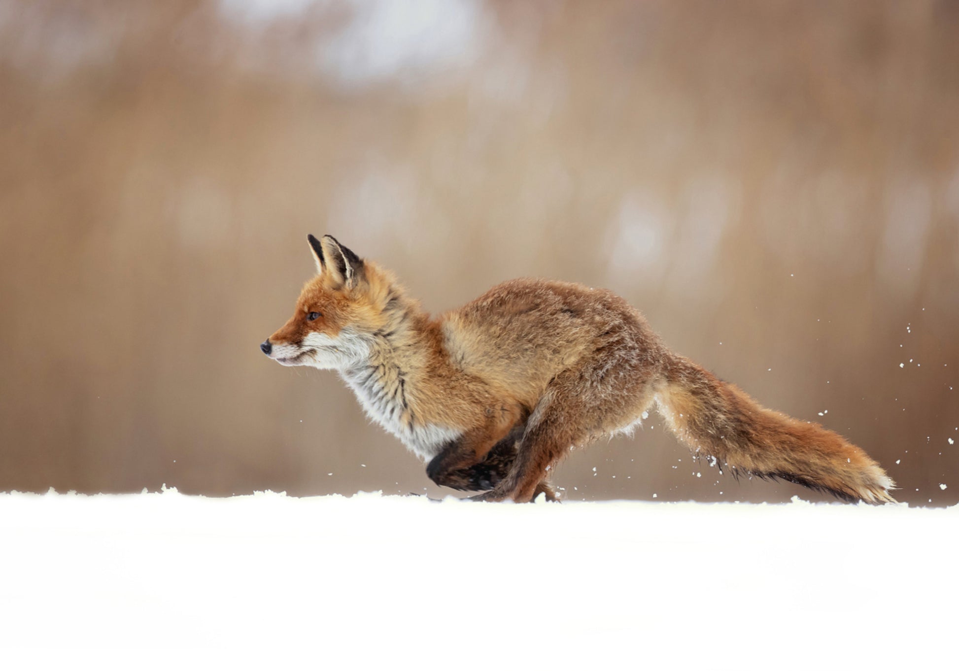 Sprint de nieve del zorro rojo