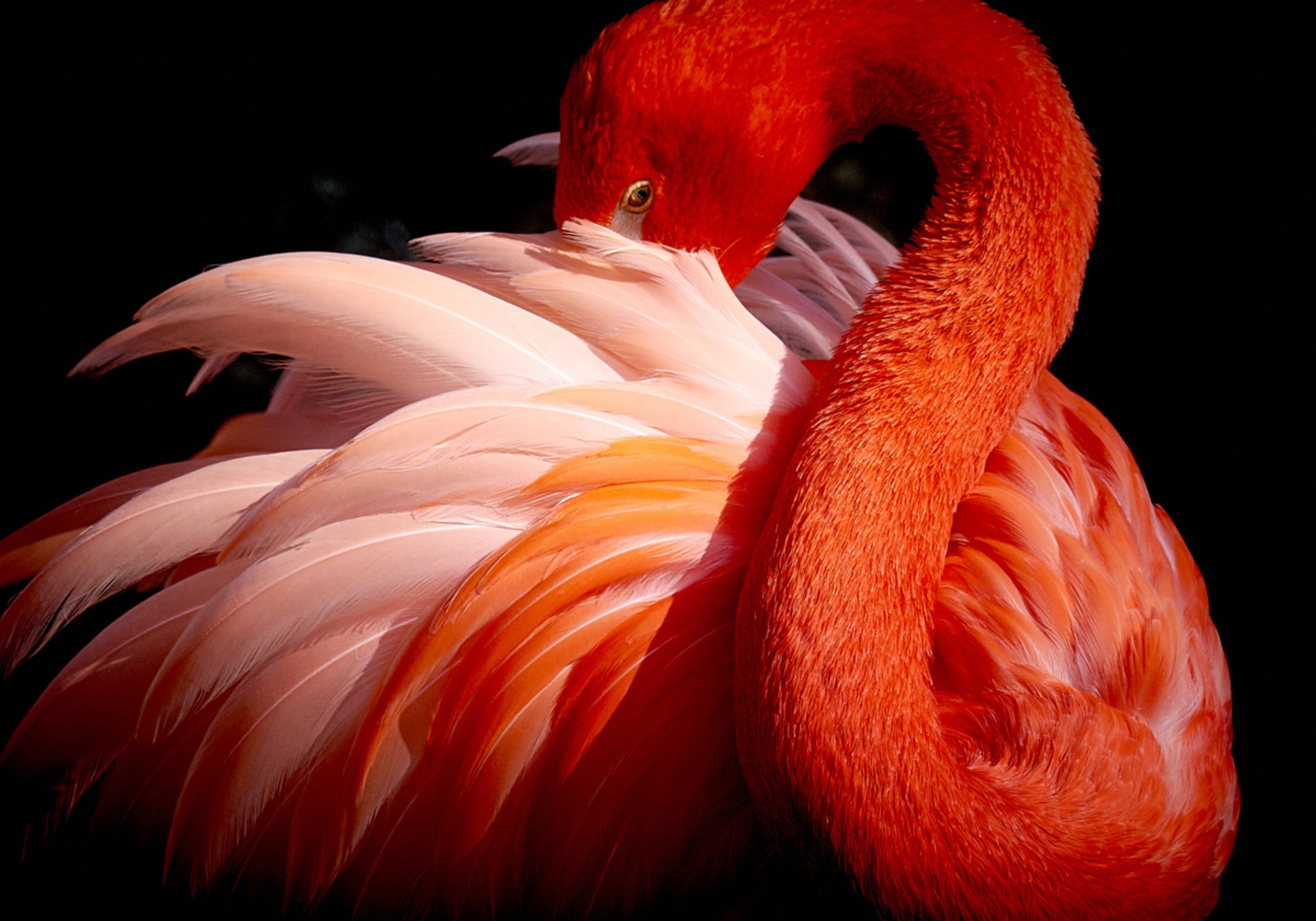 Flamenco rosado elegante