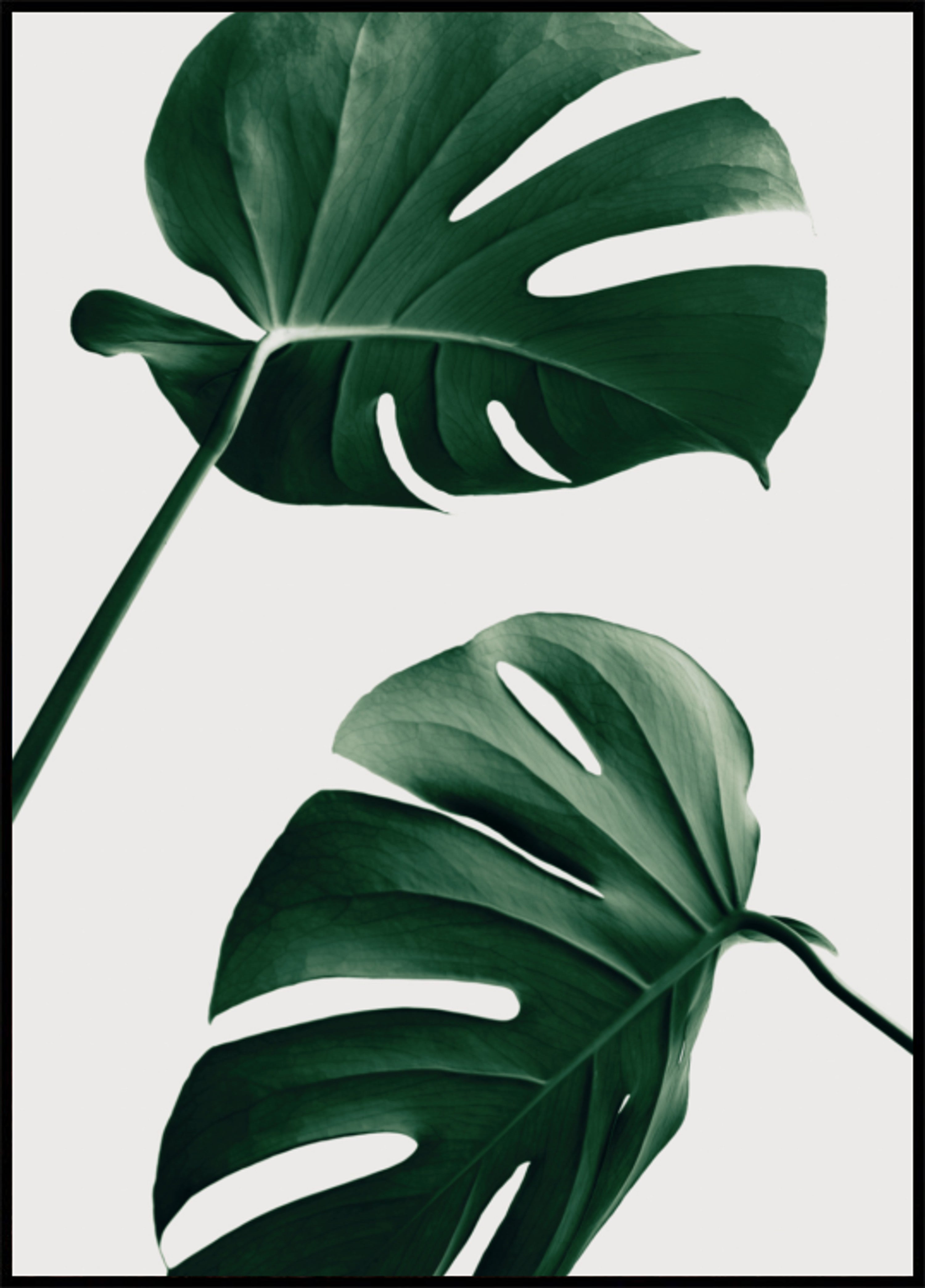 Hojas tropicales de monstera