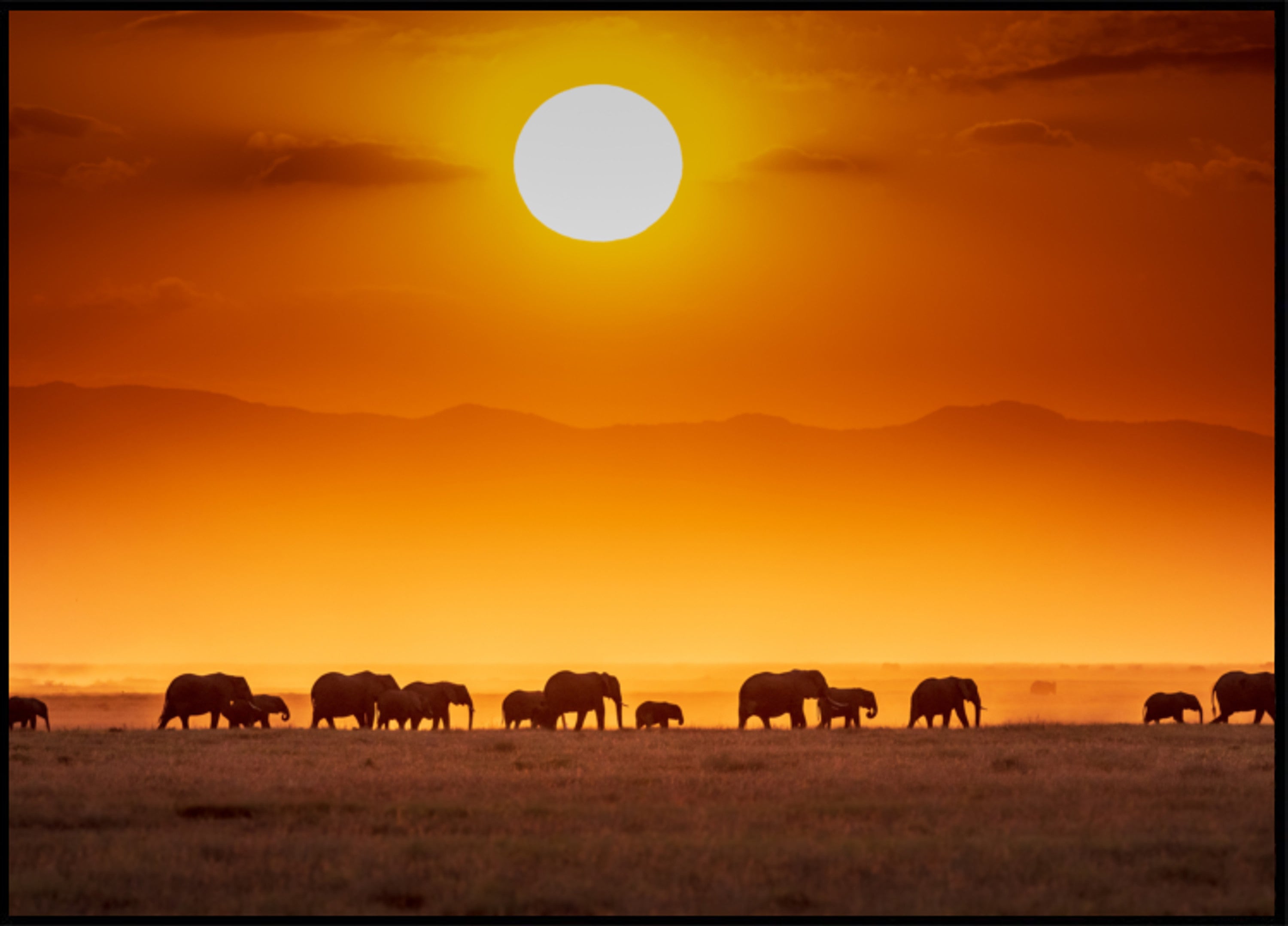 Elefantes africanos al atardecer