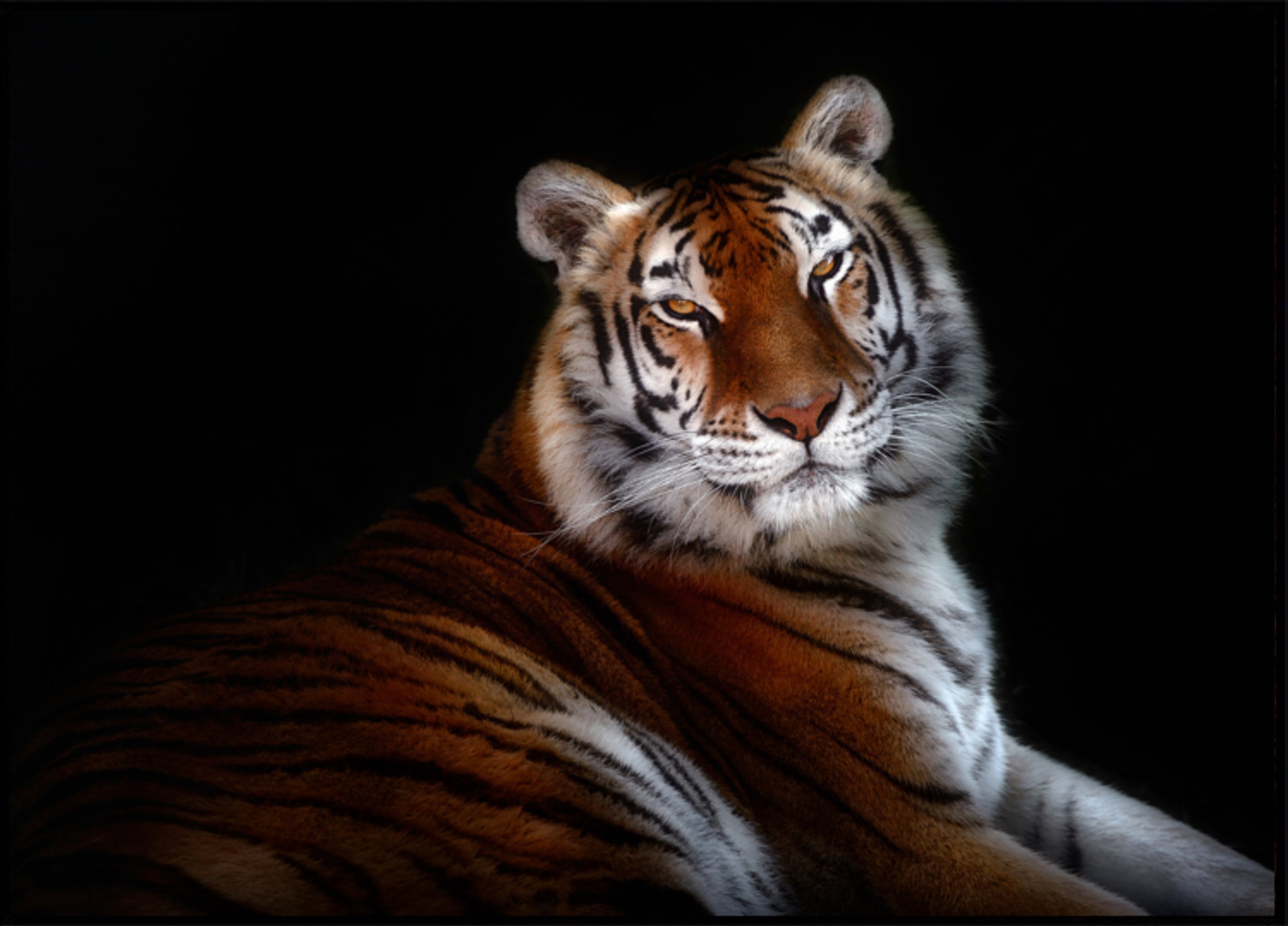 Mirada majestuosa del tigre