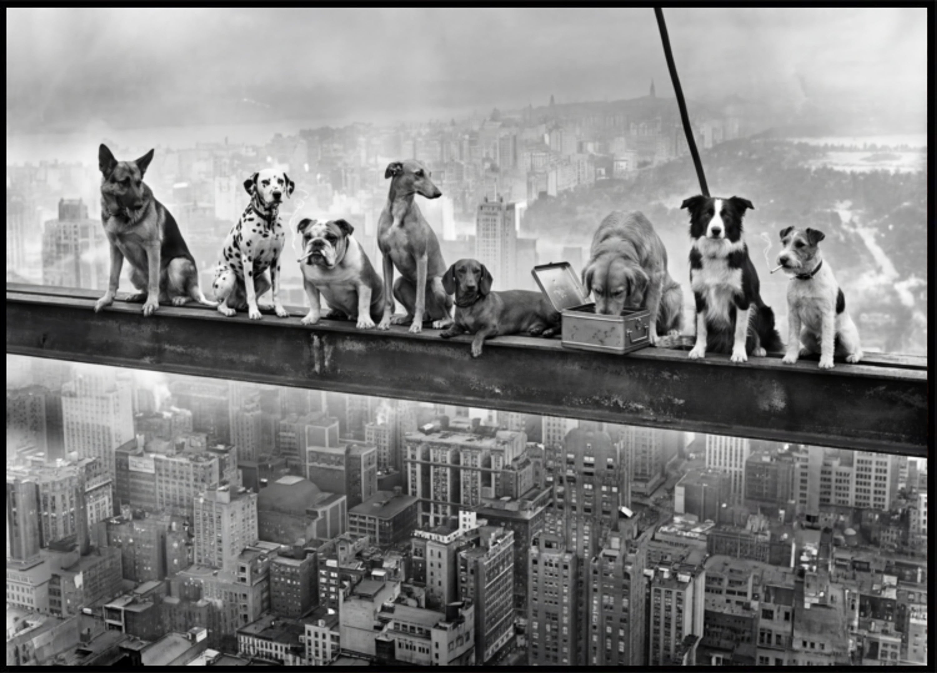 Perros atrevidos de la ciudad