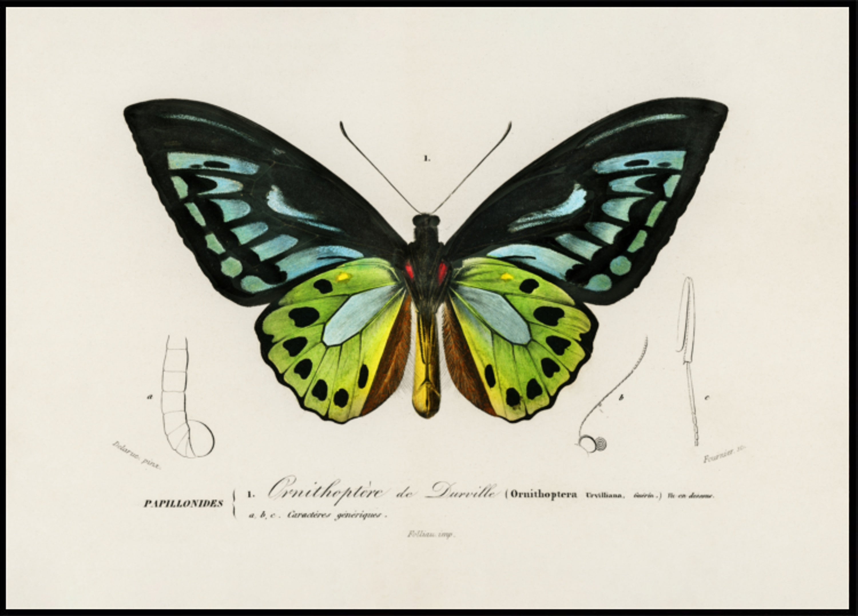 Mariposa ala de pájaro verde