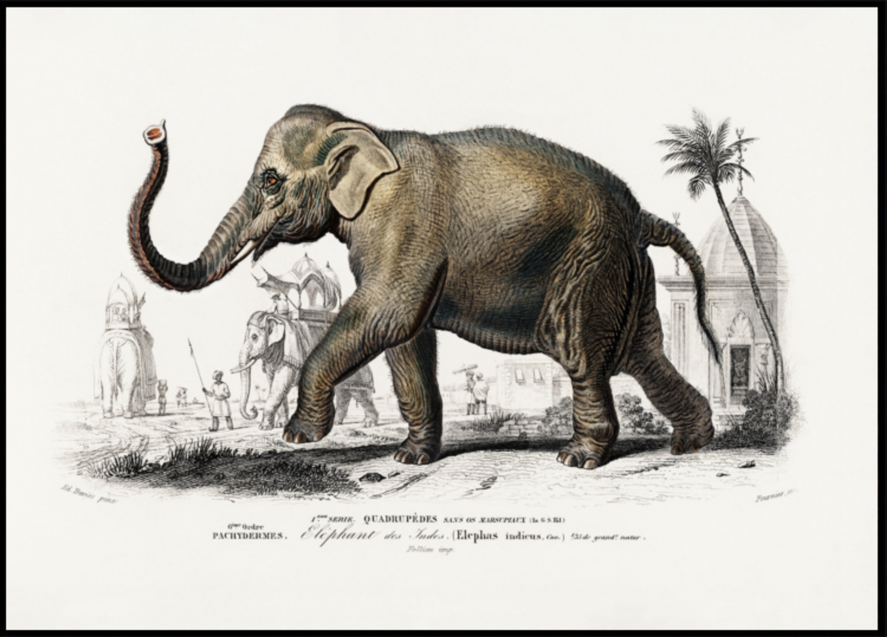 elefante asiático