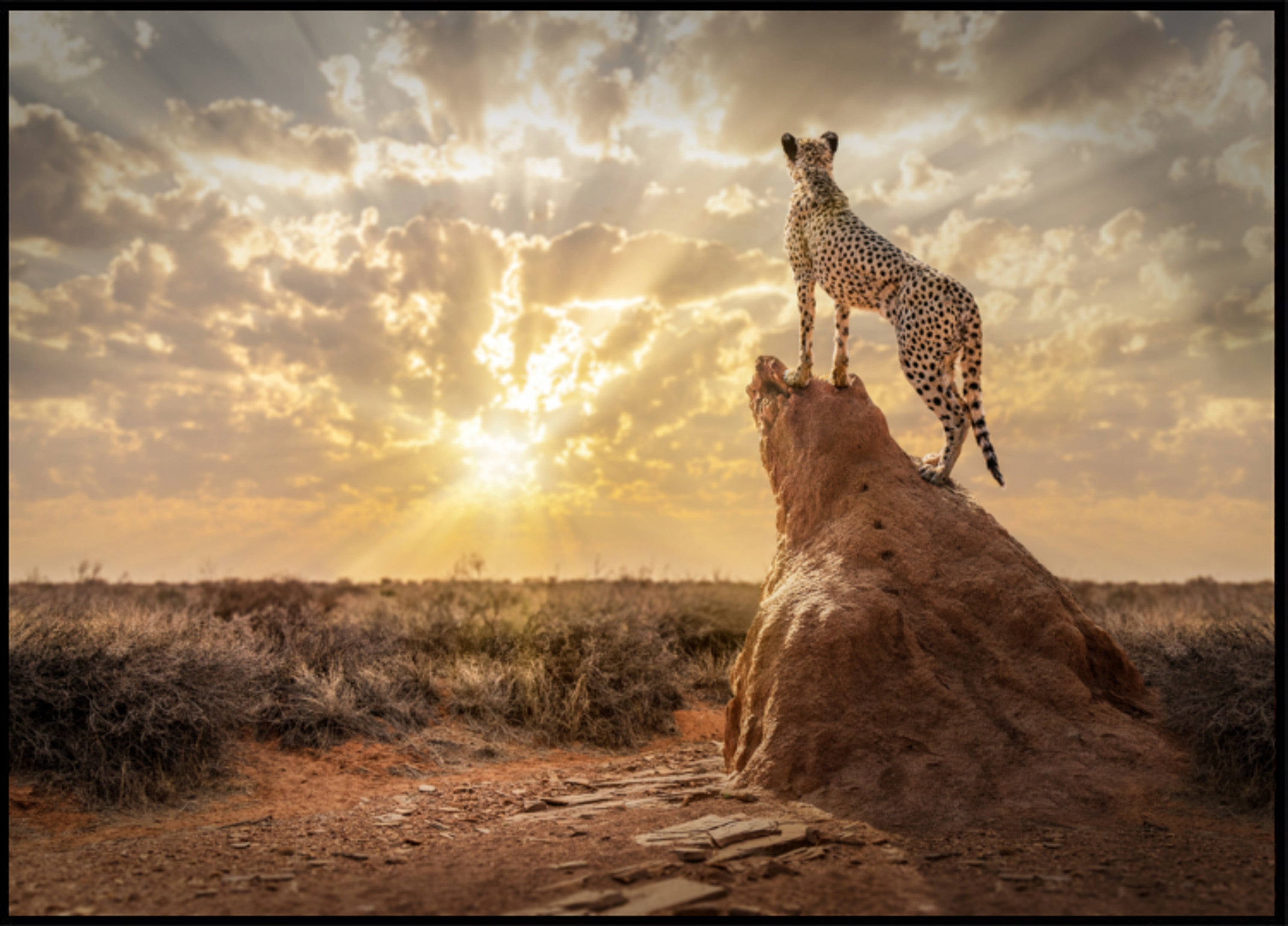Guepardo al atardecer