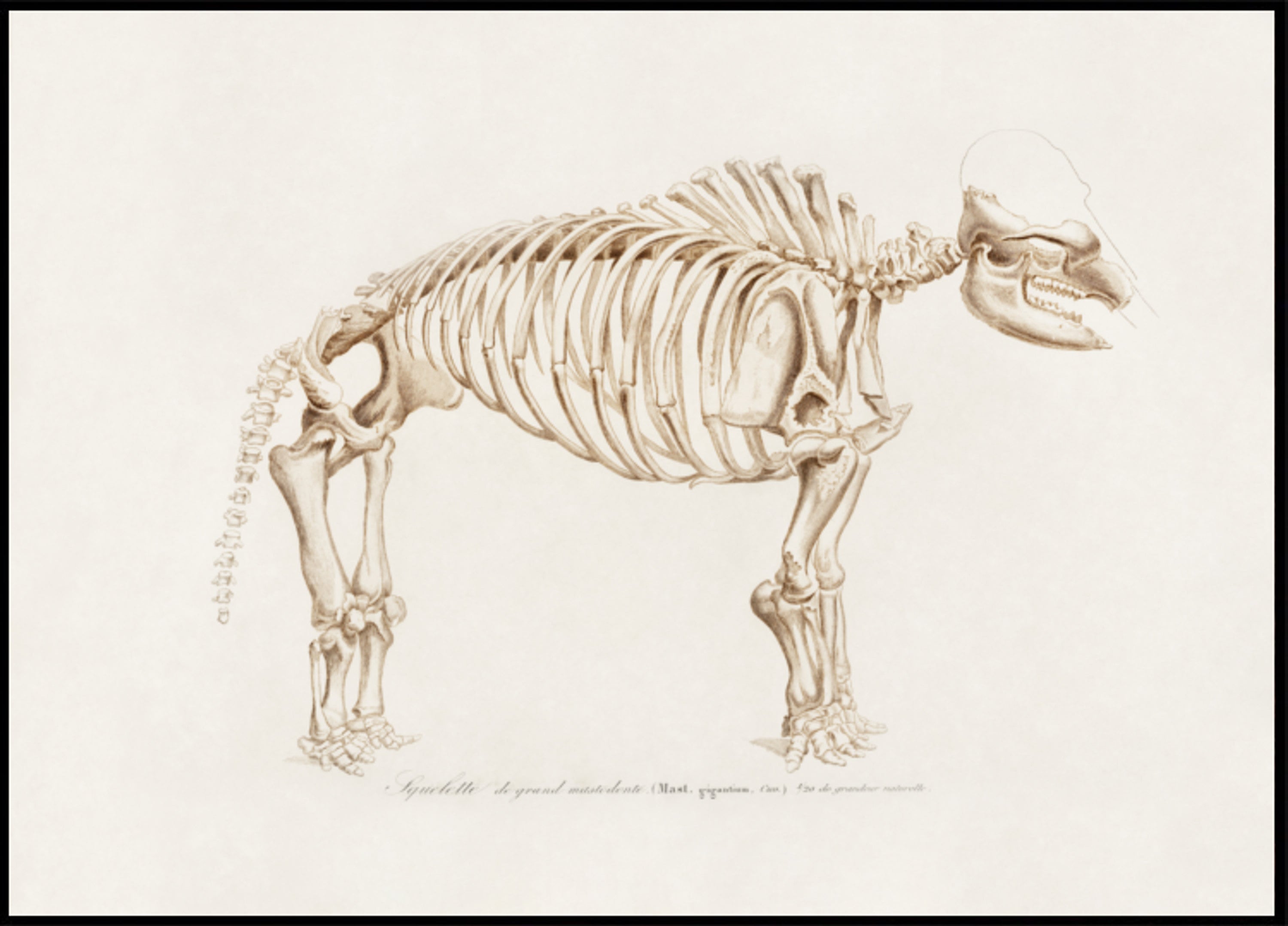 mamut