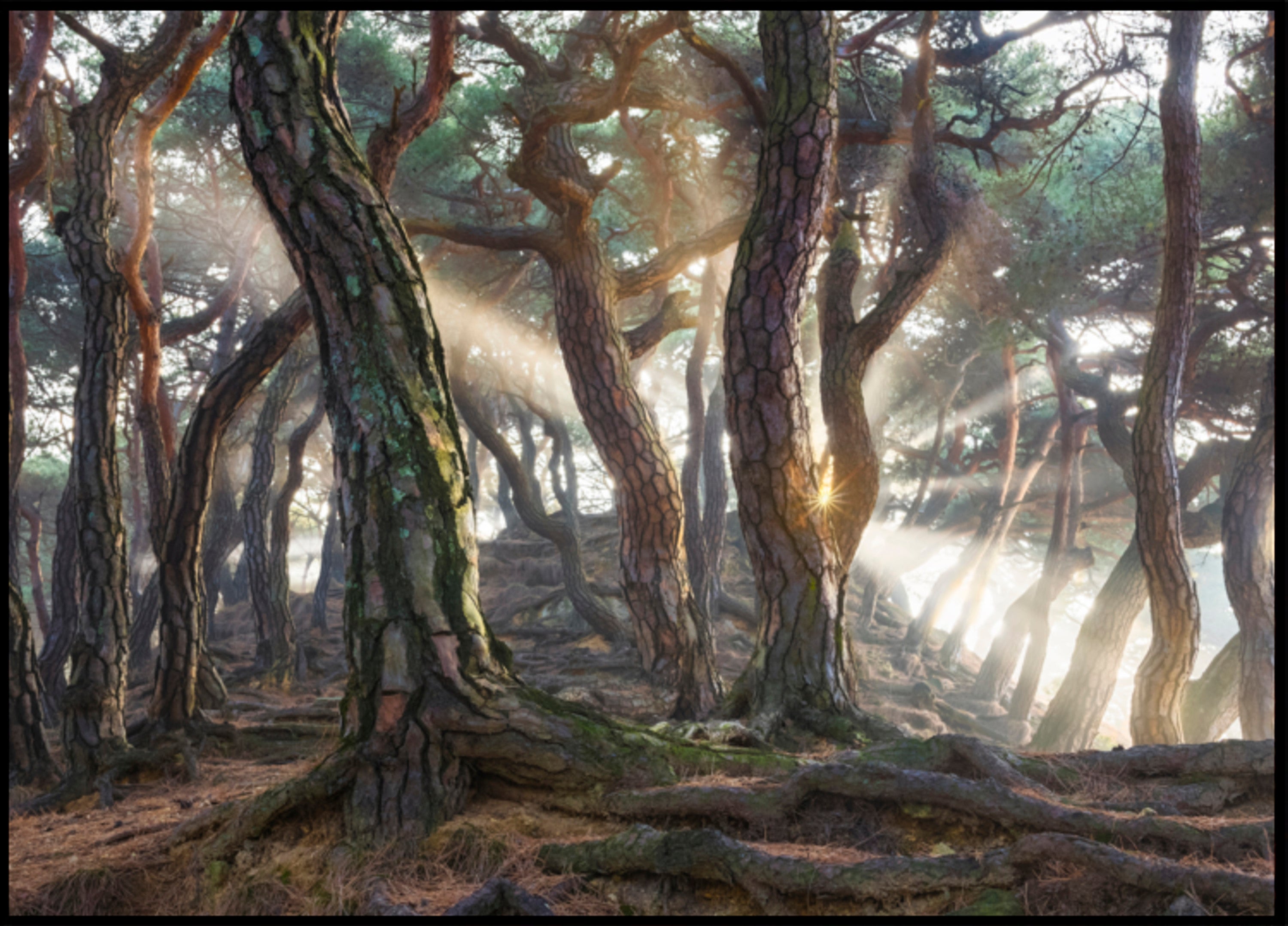 Rayos de sol del bosque brumoso