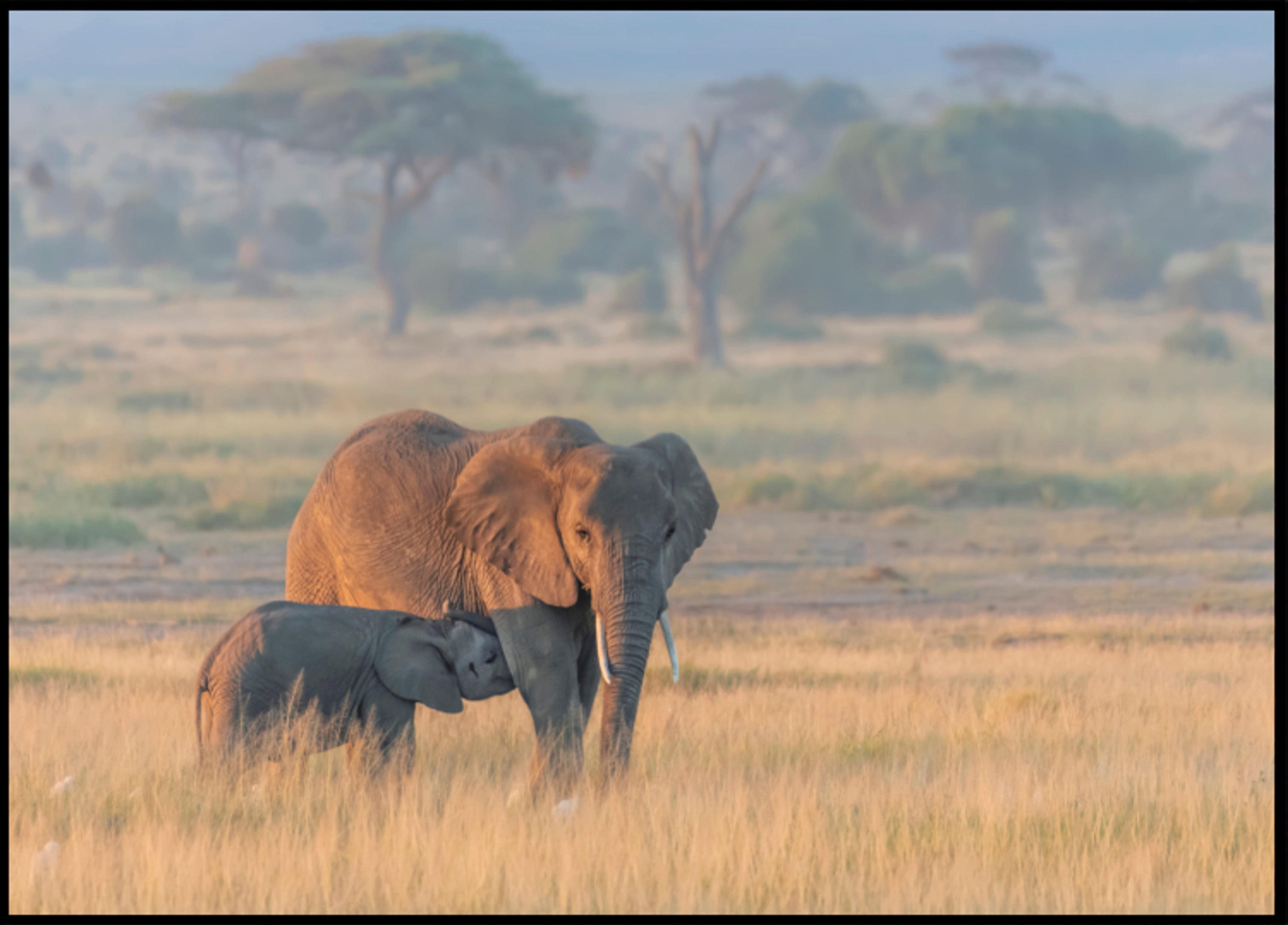 Cría de elefante africano